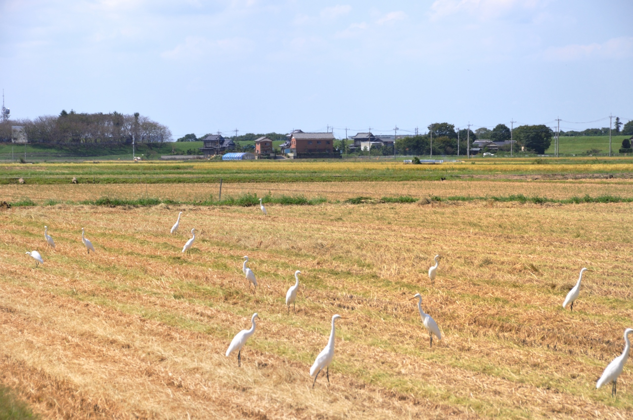 秋実りの季節 茨城県龍ヶ崎市の小貝川周辺見かけた 白鷺 チュウサギ 茨城県の旅行記 ブログ By Medinaさん フォートラベル 秋実りの季節 茨城県龍ヶ崎市の小貝川周辺見かけた 白鷺 チュウサギ 茨城県の旅行記 ブログ By Medinaさん フォートラベル