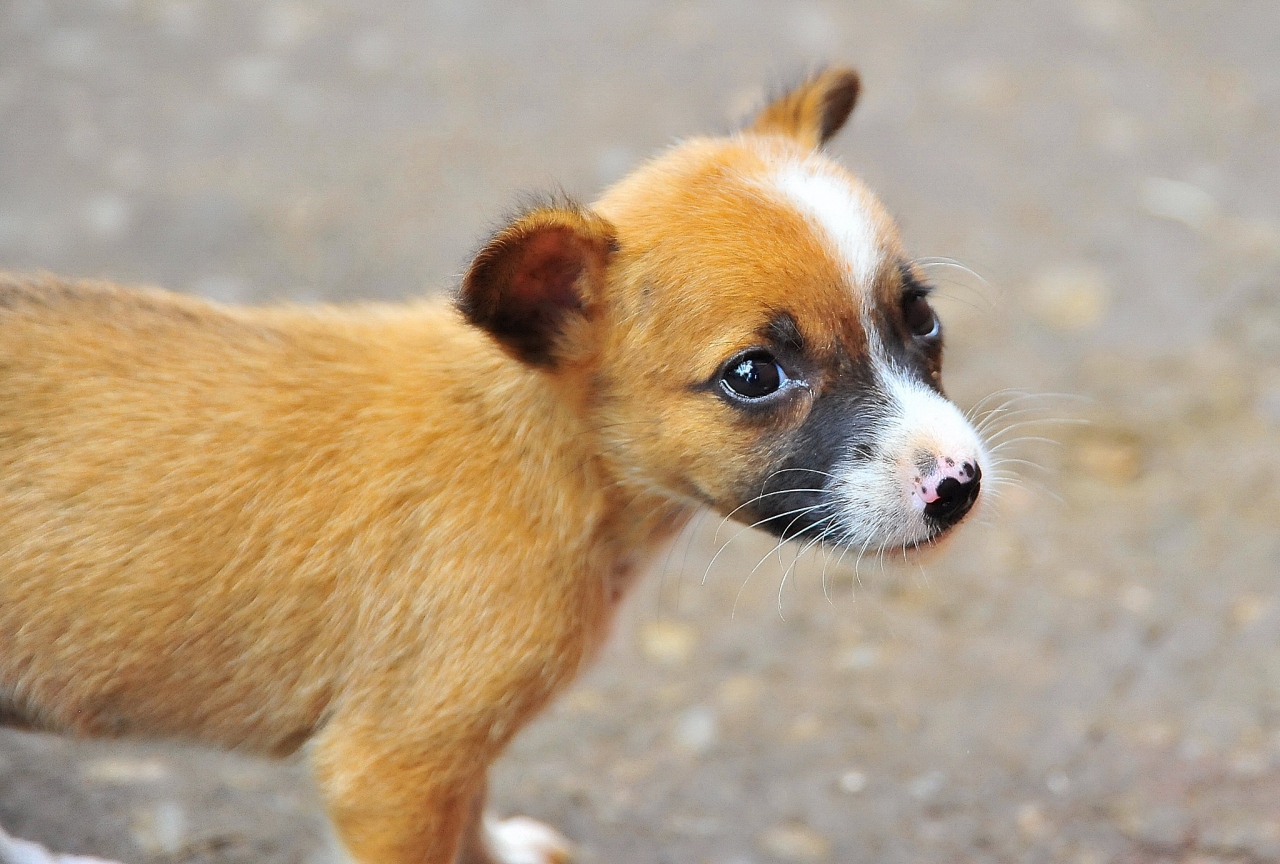 Sri Lanka ７ スリランカの犬 キャンディの烏 スリランカの旅行記 ブログ By 風神さん フォートラベル
