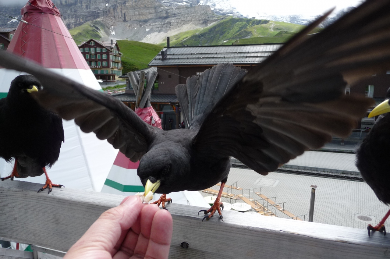 26年ぶりのスイス キバシガラス編 グリンデルワルト スイス の旅行記 ブログ By Jtbさん フォートラベル
