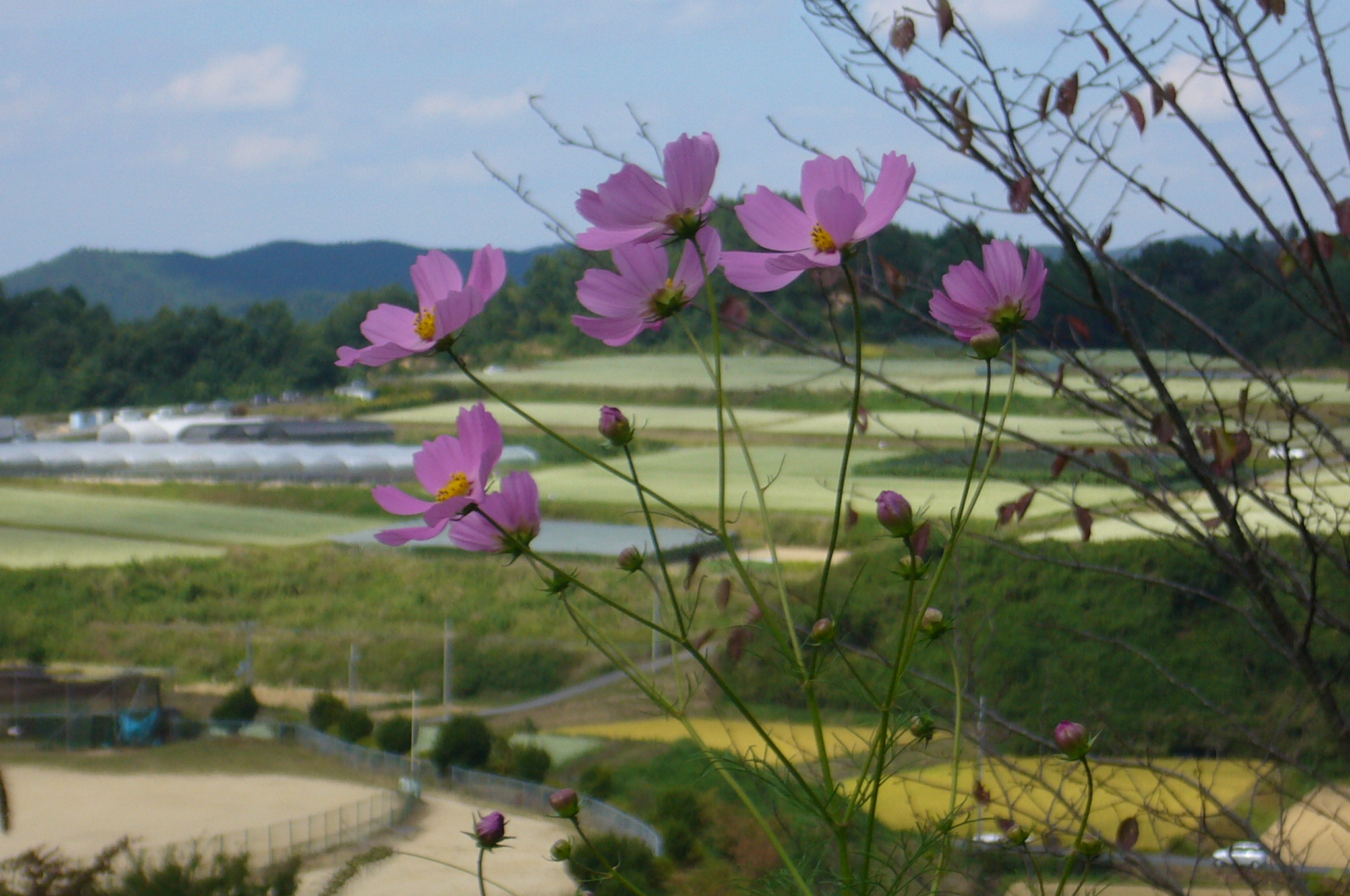 ソバの花畑 で秋の気配 奈良桜井市荒神の里 笠 奈良県の旅行記 ブログ By Bachさん フォートラベル ソバの花畑 で秋の気配 奈良桜井市荒神の里 笠 奈良県の旅行記 ブログ By Bachさん フォートラベル