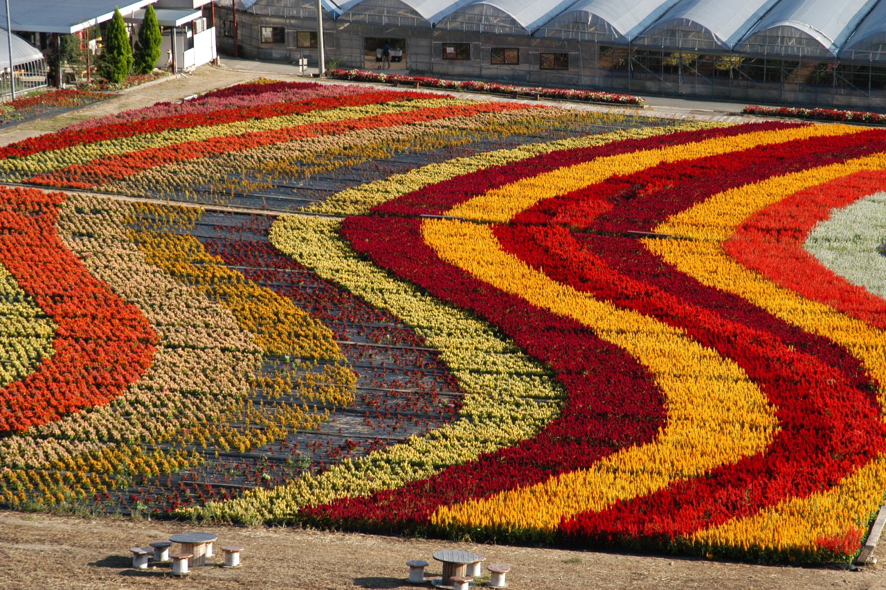 世羅高原の花々 ダリア ゆり ケイトウ 世羅 広島県 の旅行記 ブログ By Punchmsさん フォートラベル