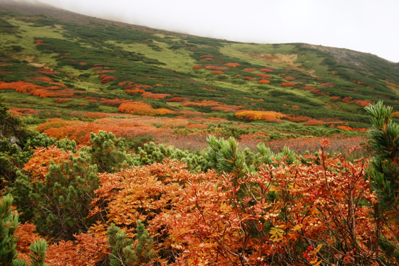 09 9 日本一早い紅葉 大雪山 を歩く 旭岳 姿見 裾合 中岳温泉そして出会い 旭岳 天人峡 白金 北海道 の旅行記 ブログ By ゆんこさん フォートラベル
