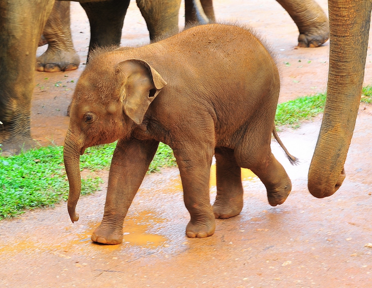 Sri Lanka 11 象の孤児院 ２ 象の行進 キャンディ スリランカ の旅行記 ブログ By 風神さん フォートラベル