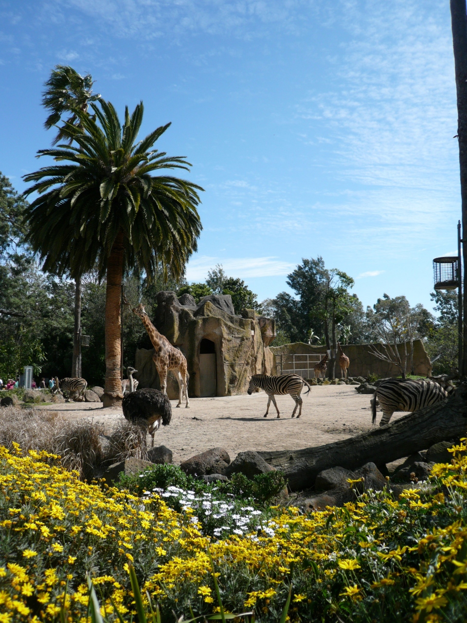 オーストラリア メルボルン動物園 Melbourne Zoo メルボルン オーストラリア の旅行記 ブログ By Gogo Toursさん フォートラベル オーストラリア メルボルン動物園 Melbourne Zoo メルボルン オーストラリア の旅行記 ブログ By Gogo Toursさん フォートラベル