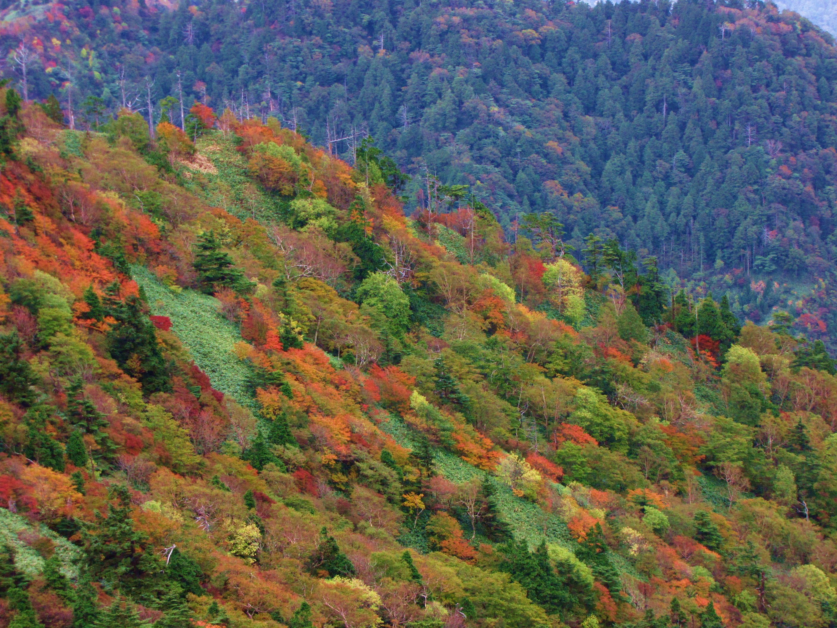 ヘブンスそのはらの紅葉を見て駒ヶ根に行きました 駒ヶ根 長野県 の旅行記 ブログ By Dhcさん フォートラベル