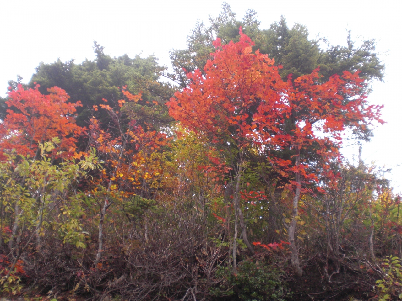 志賀高原から山田牧場へ紅葉を訪ねて 湯田中渋温泉郷 志賀高原 長野県 の旅行記 ブログ By Alpsmakiさん フォートラベル 志賀高原から山田牧場へ紅葉を訪ねて 湯田中渋温泉郷 志賀高原 長野県 の旅行記 ブログ By Alpsmakiさん フォートラベル