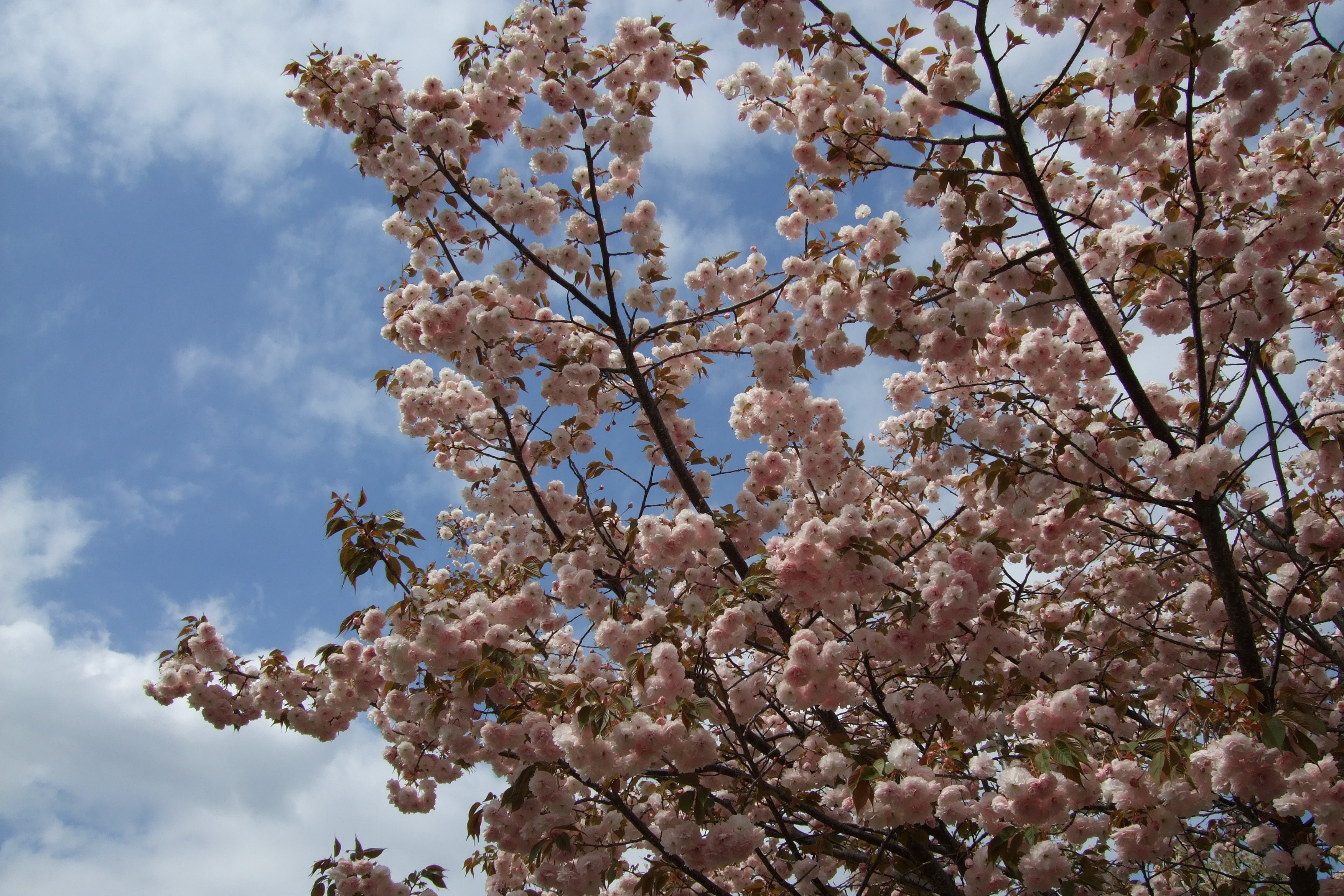 ｏ お花見 ｏ 造幣局 桜の通り抜け キタ 大阪駅 梅田 大阪 の旅行記 ブログ By 旅まくり三助さん フォートラベル