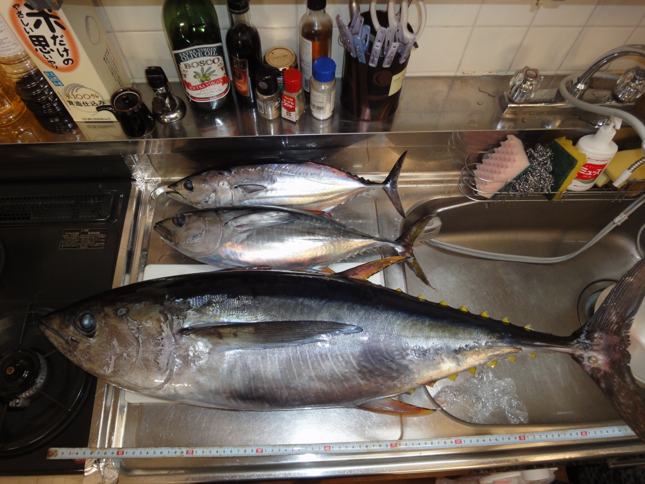 キハダマグロとマグロ料理 神奈川県の旅行記 ブログ By じゃが さん フォートラベル キハダマグロとマグロ料理 神奈川県の旅行記 ブログ By じゃが さん フォートラベル