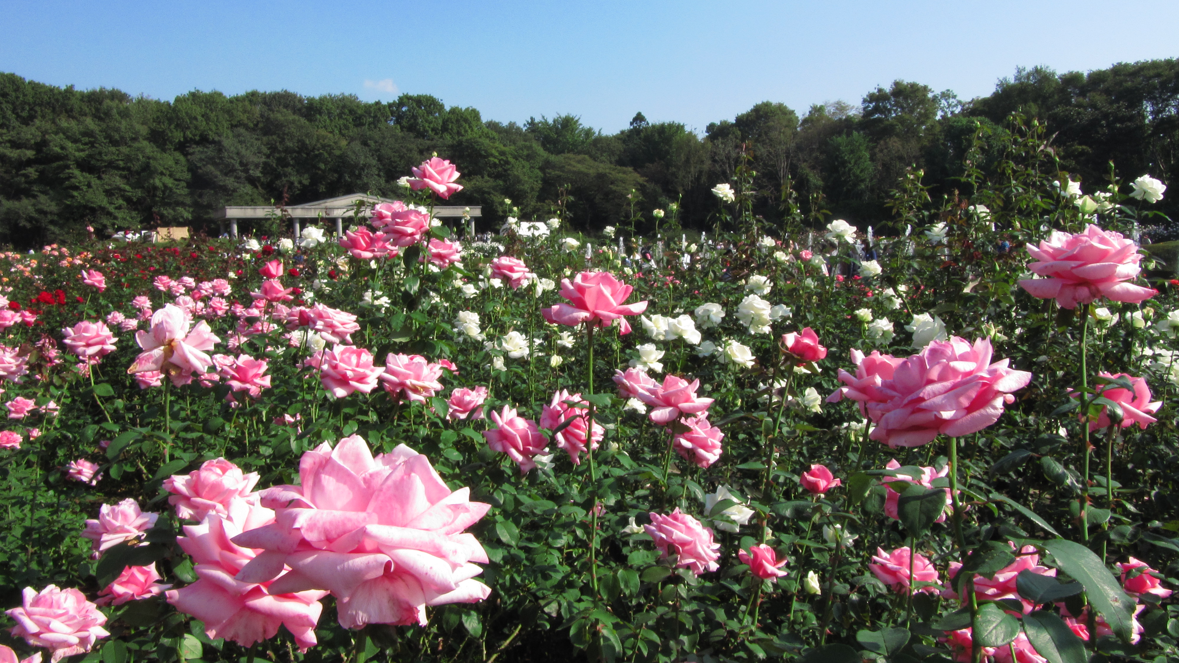 今年も秋バラめざして神代植物公園 4 広角 ワイドで捉えたバラ園 調布 狛江 東京 の旅行記 ブログ By まみさん フォートラベル