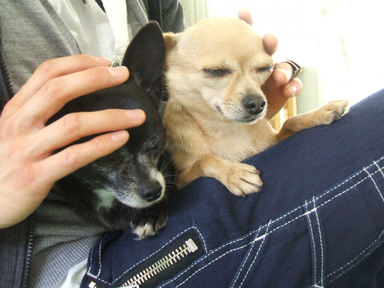 犬と触れ合えるオススメの動物園 埼玉 東武動物公園 蓮田 白岡 埼玉県 の旅行記 ブログ By こめさん フォートラベル