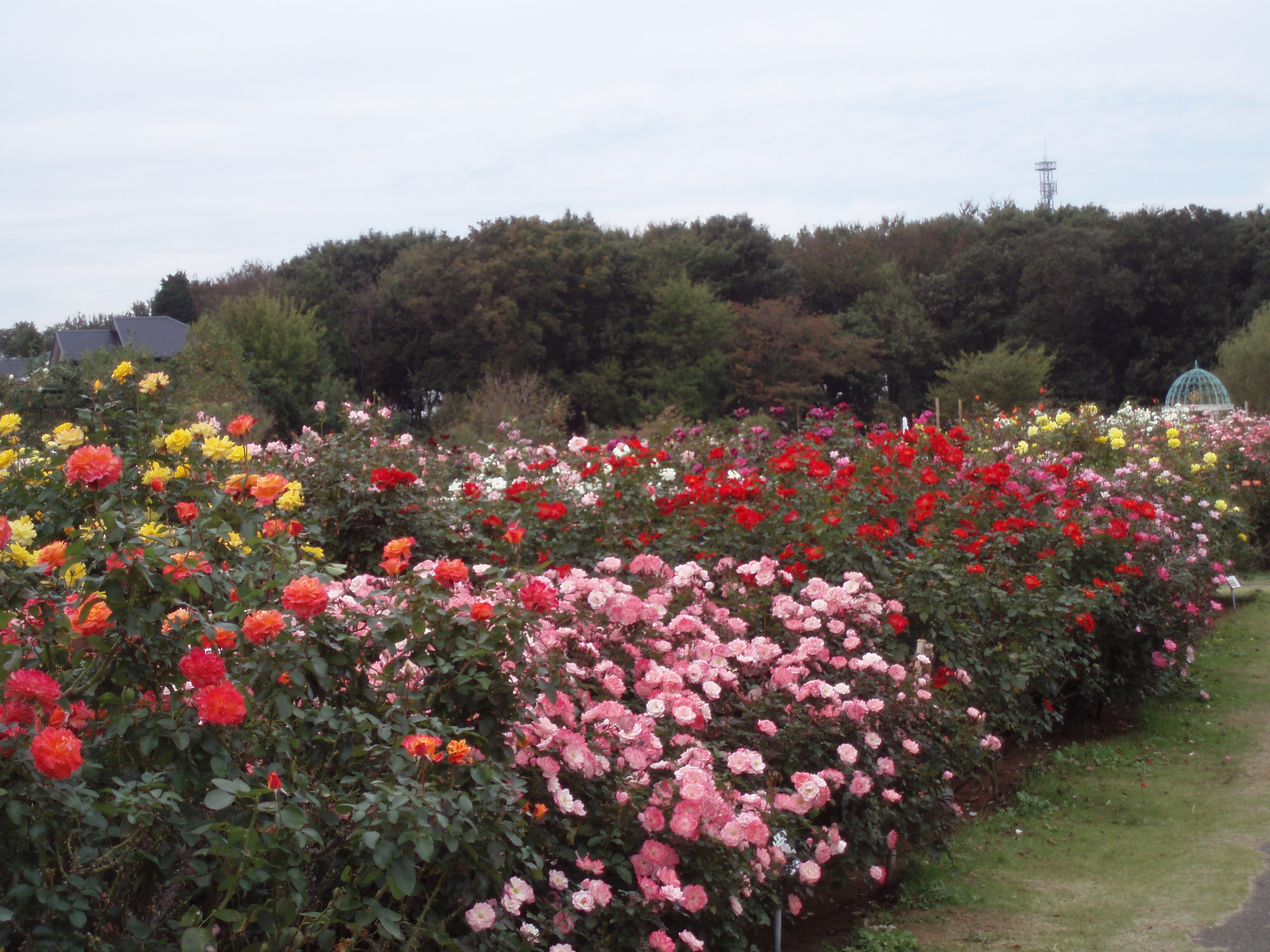 秋のバラも素敵 京成バラ園で癒される 千葉県の旅行記 ブログ By ラクダさん フォートラベル