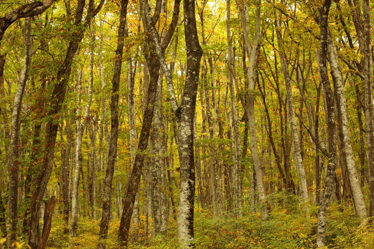 西日本一のブナの森 大山の紅葉 大山周辺 鳥取県 の旅行記 ブログ By はーちゃん Stay Homeさん フォートラベル