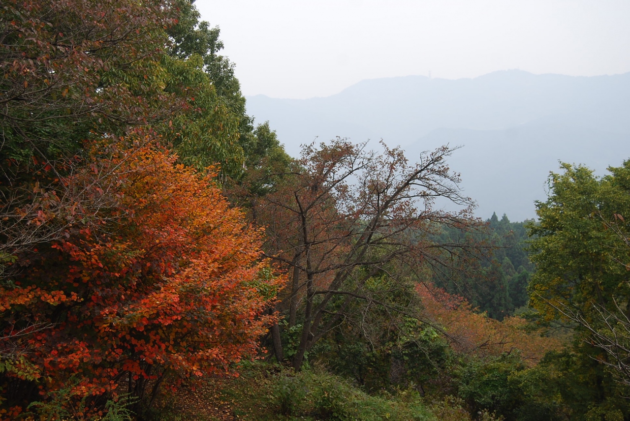 秋の美の山ハイキング 親鼻 花の森まで 秩父 埼玉県 の旅行記 ブログ By Tsunetaさん フォートラベル