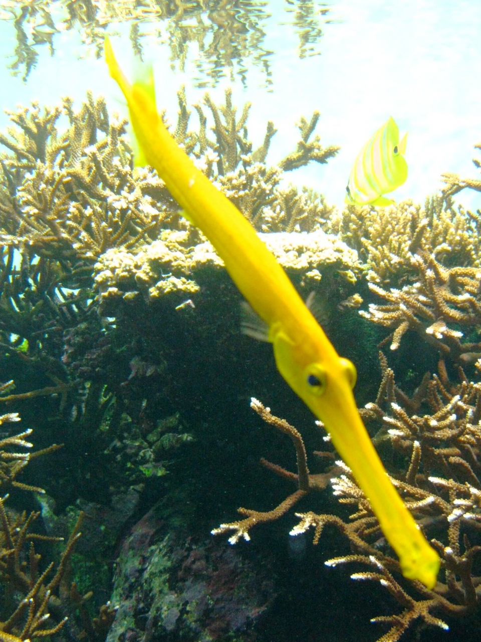 葛西臨海水族園は２０周年 珍しい綺麗な魚たち 葛西 東京 の旅行記 ブログ By マキタン２さん フォートラベル