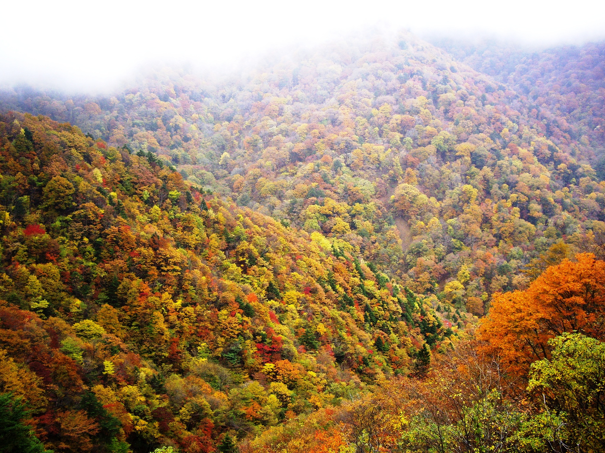 日帰り初四国めぐり その２ 剣山で紅葉を見ました 剣山周辺 徳島県 の旅行記 ブログ By Tprtprさん フォートラベル