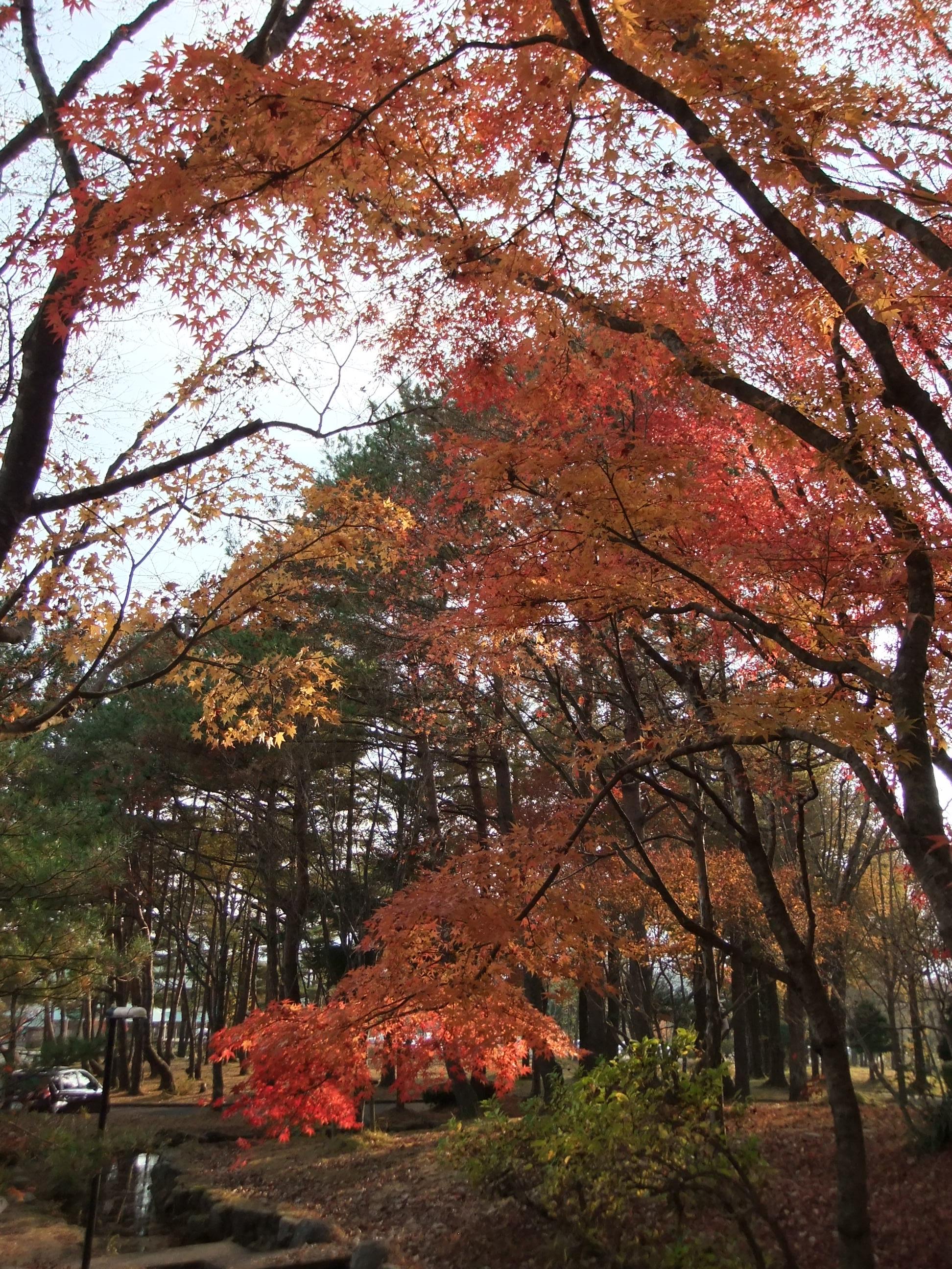 紅葉の蒜山高原 日帰りドライブ 蒜山高原 岡山県 の旅行記 ブログ By Cheminさん フォートラベル 紅葉の蒜山高原 日帰りドライブ 蒜山高原 岡山県 の旅行記 ブログ By Cheminさん フォートラベル