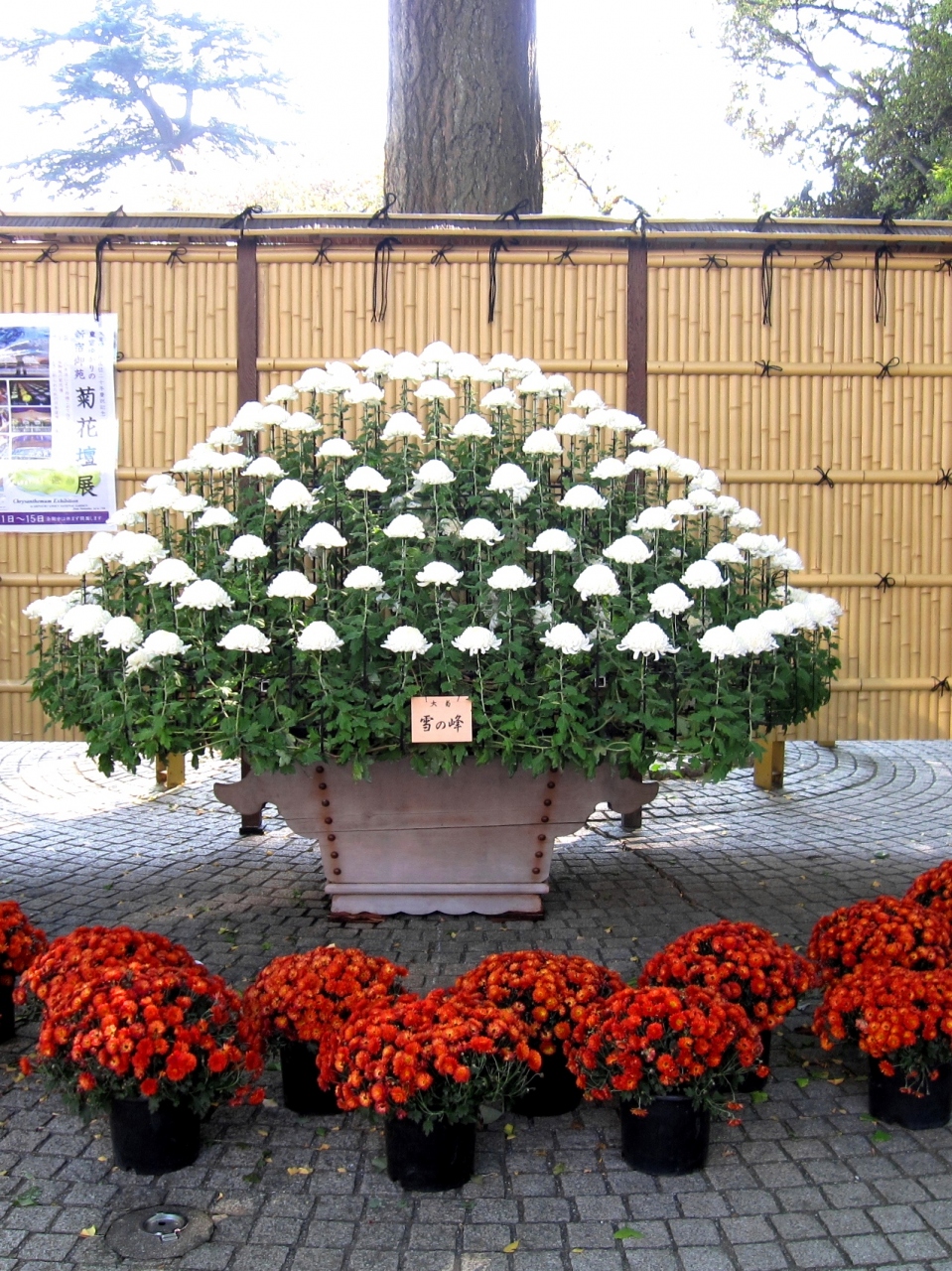 東京 秋の新宿御苑 菊花壇展 その１ 菊の花の種類 新宿 東京 の旅行記 ブログ By あんみつ姫さん フォートラベル
