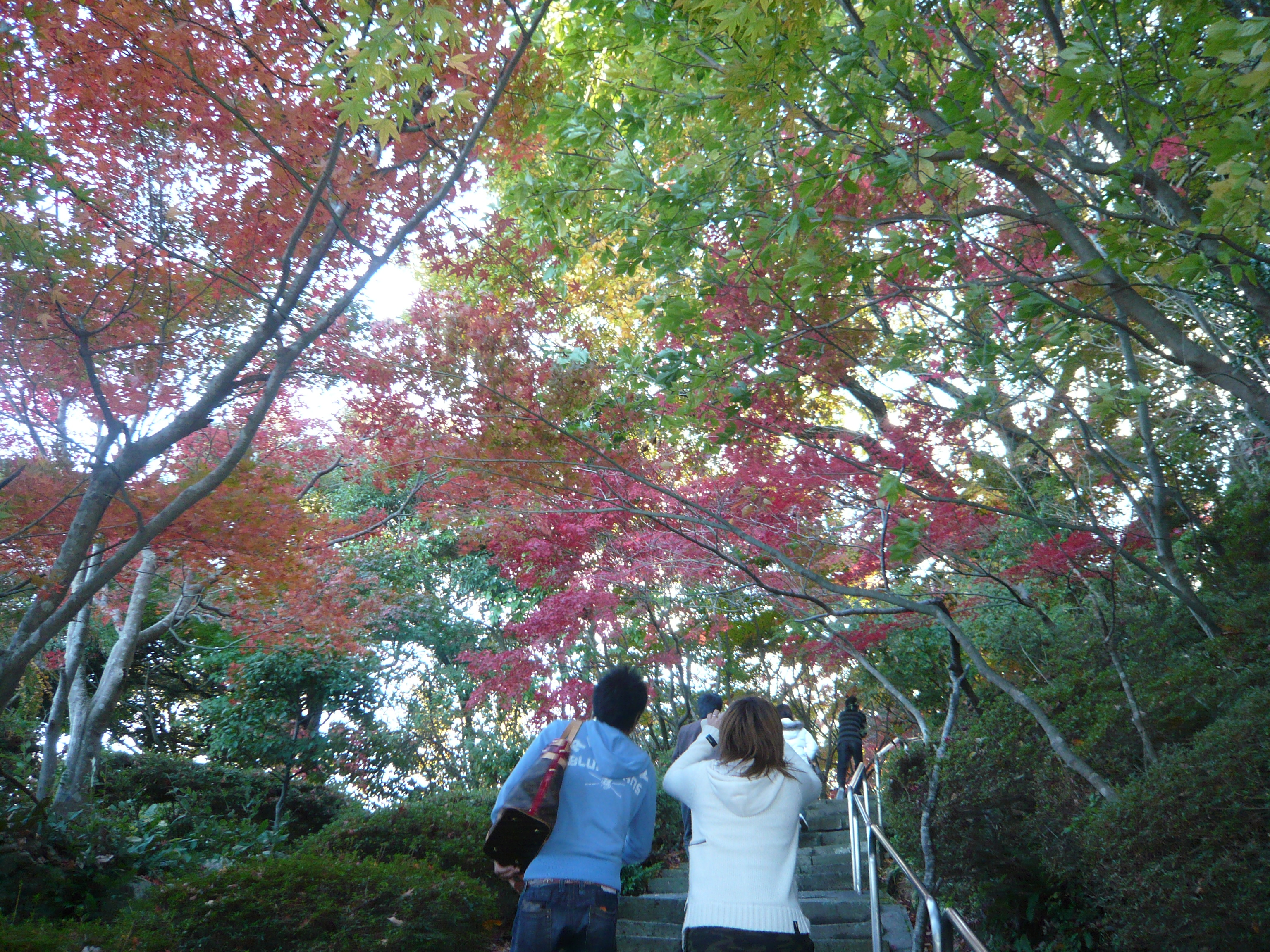 近江八幡水郷めぐりと永源寺紅葉ライトアップ 近江八幡 安土 滋賀県 の旅行記 ブログ By まりんさん フォートラベル