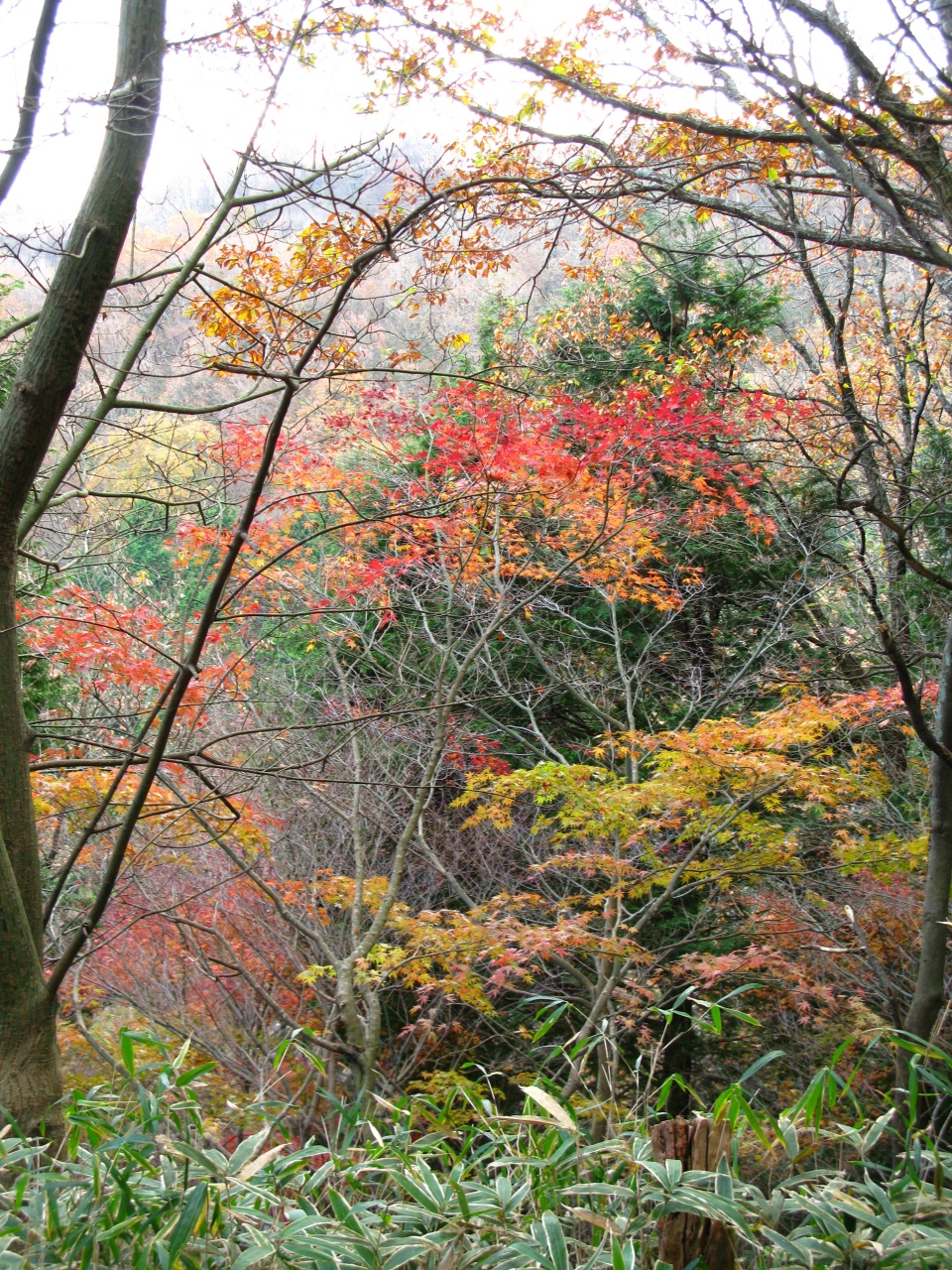 葛城山 紅葉とススキ 御所 葛城 奈良県 の旅行記 ブログ By きよさん フォートラベル 葛城山 紅葉とススキ 御所 葛城 奈良県 の旅行記 ブログ By きよさん フォートラベル
