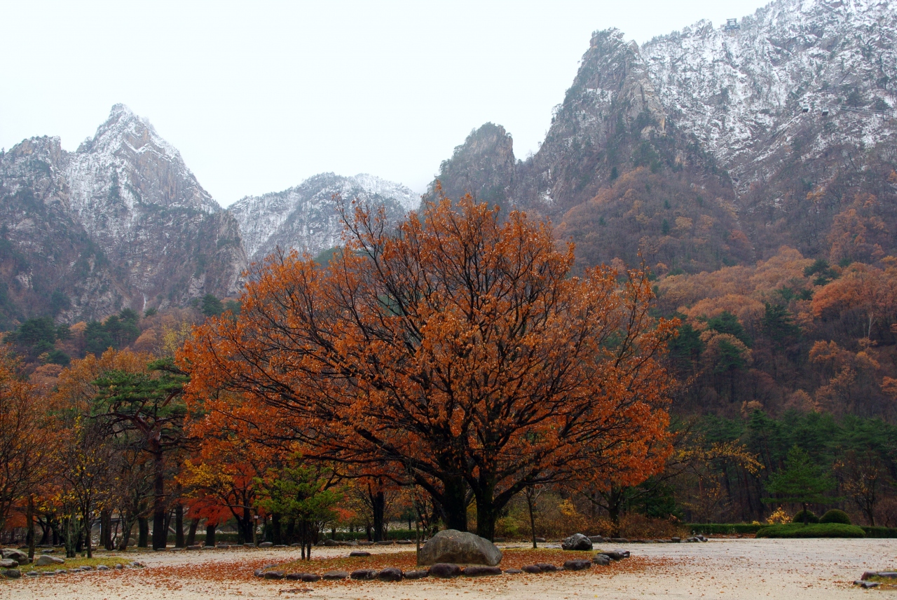 韓国晩秋の旅 束草 雪岳山 ソラク山 アバイ村 中央市場 束草 韓国 の旅行記 ブログ By りょしゅうさん フォートラベル 韓国晩秋の旅 束草 雪岳山 ソラク山 アバイ村 中央市場 束草 韓国 の旅行記 ブログ By りょしゅうさん フォートラベル