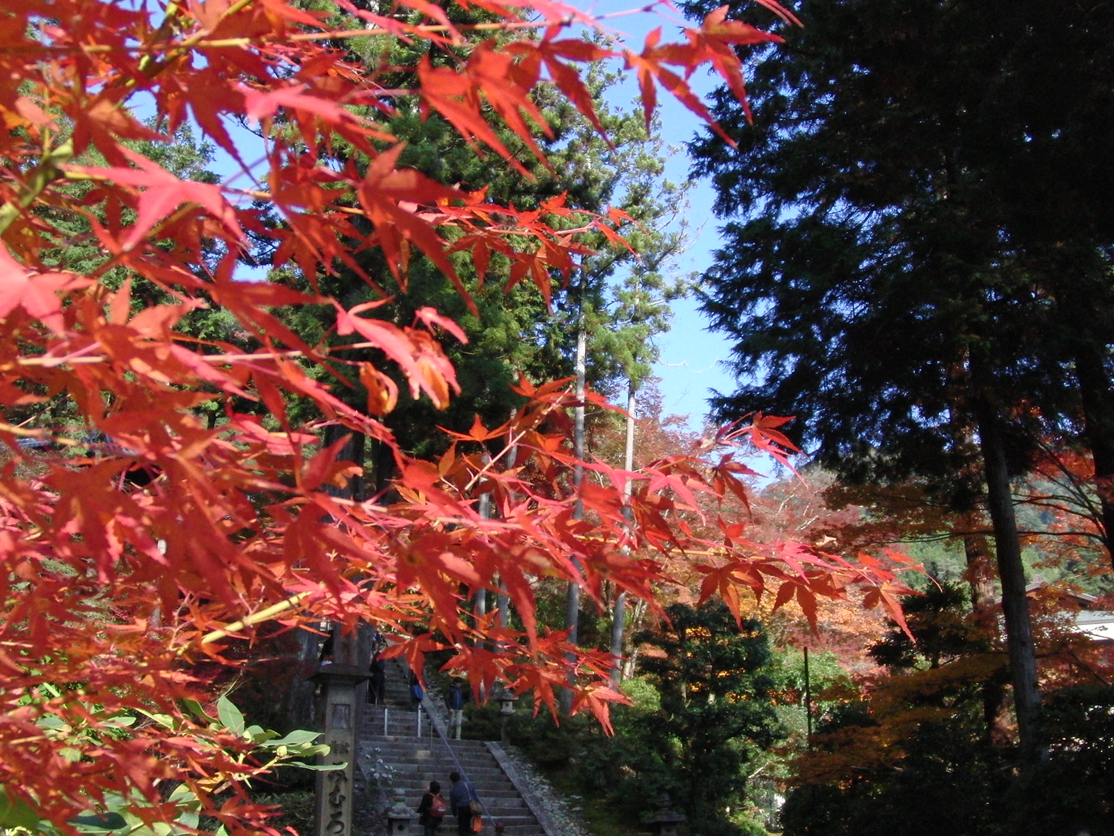 アイラブ仏像めぐり 紅葉の宇治平等院 三室戸寺 興福寺 京都の旅行記 ブログ By ゆうこママさん フォートラベル