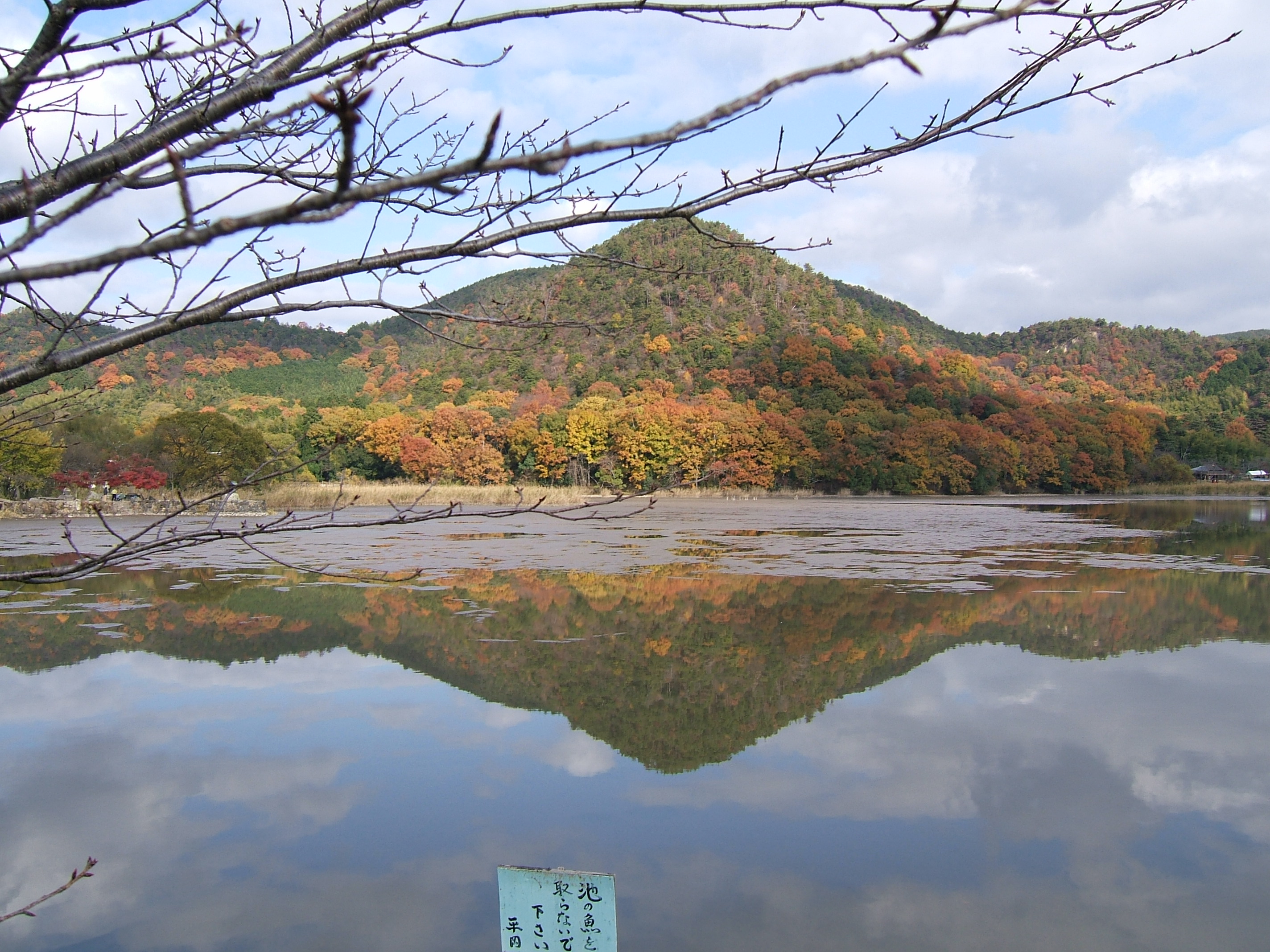 逃せない錦のキャンパス 広沢池 嵐山 嵯峨野 太秦 桂 京都 の旅行記 ブログ By Coroさん フォートラベル