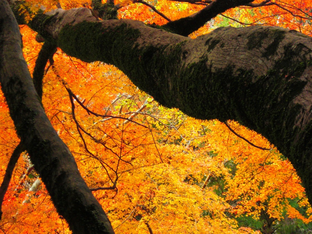 明治の森箕面国定公園へ紅葉散歩 燃え立つような紅葉の木々に出会えました 箕面 大阪 の旅行記 ブログ By Tomaikeさん フォートラベル 明治の森箕面国定公園へ紅葉散歩 燃え立つような紅葉の木々に出会えました 箕面 大阪 の旅行記 ブログ By Tomaikeさん フォートラベル