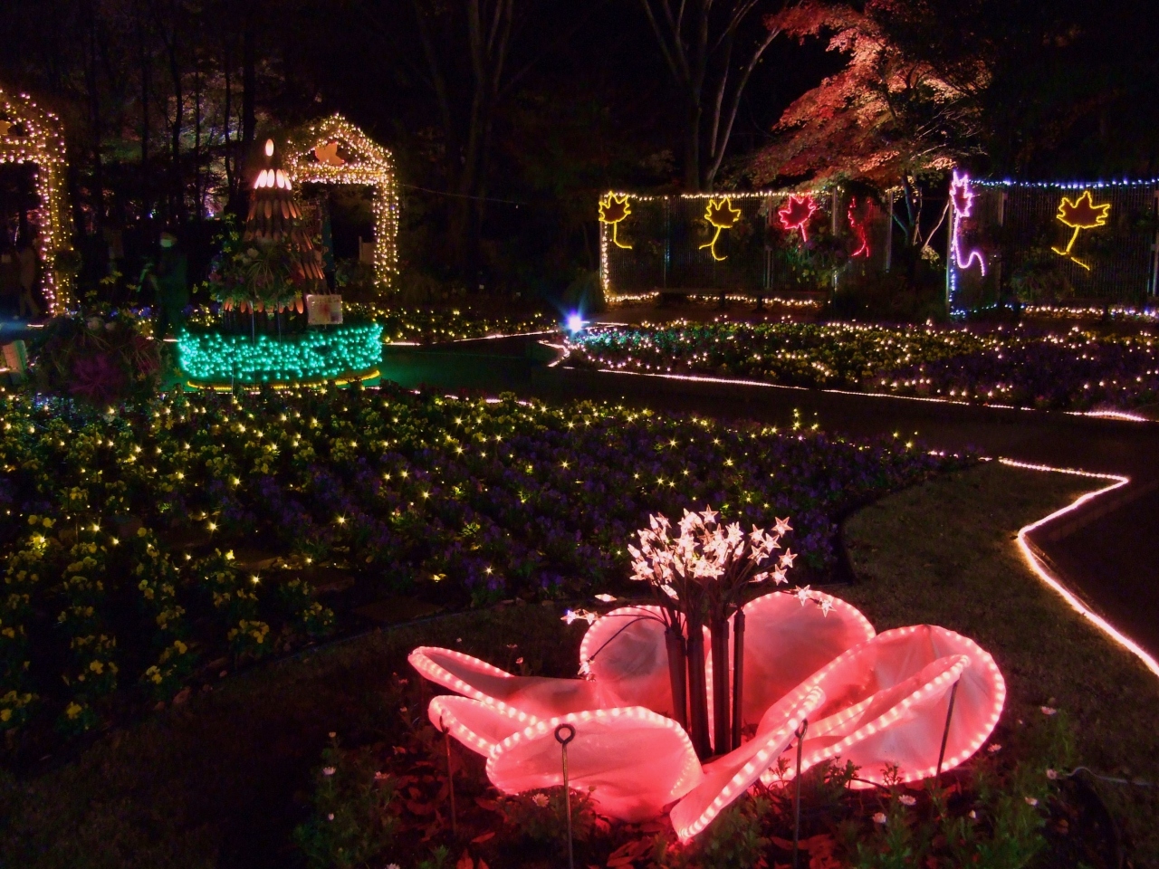 冬はイルミネーション 紅葉見 もみじみ ナイトin森林公園 東松山 埼玉県 の旅行記 ブログ By おんさん フォートラベル