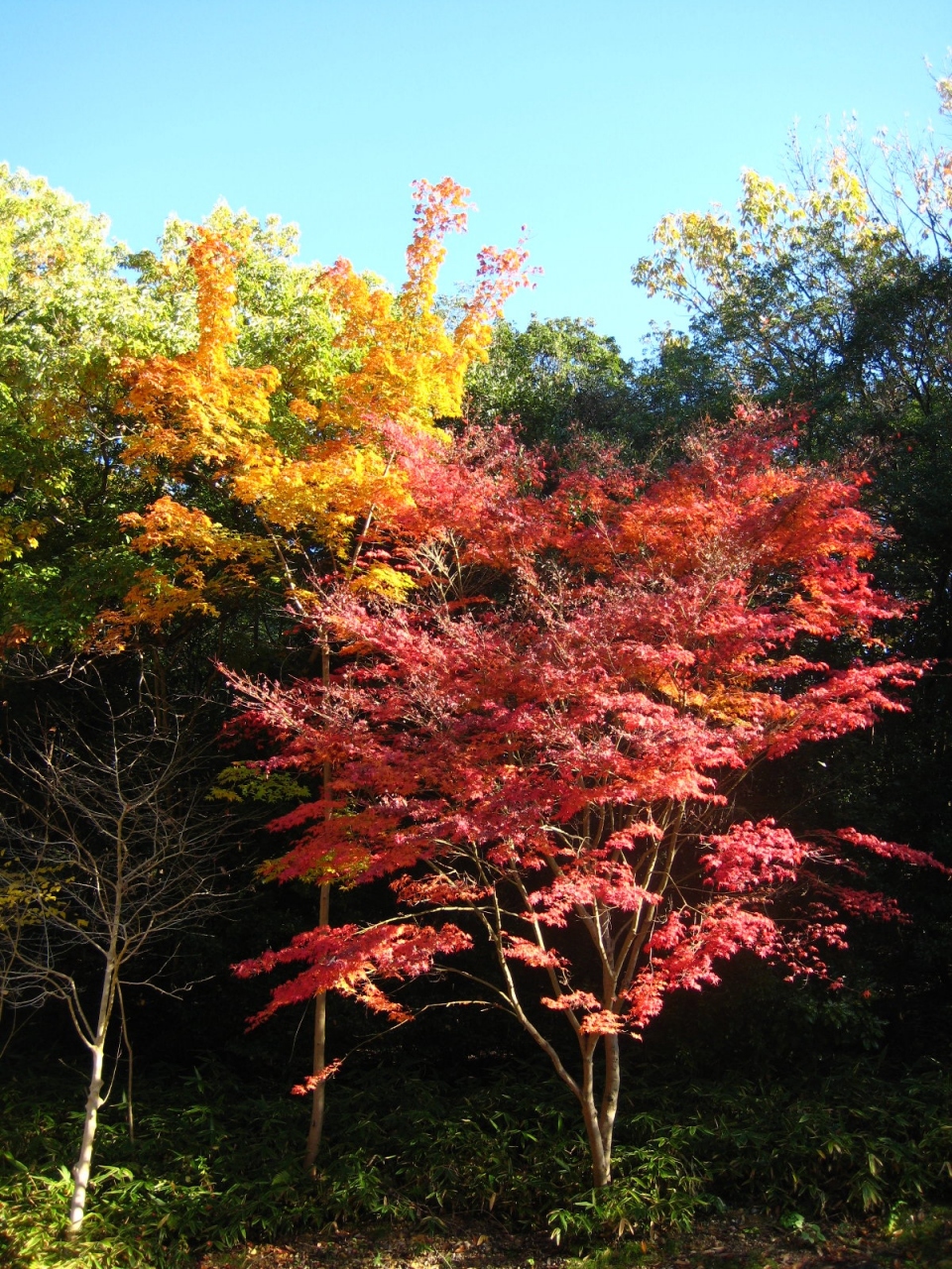 東山動植物園の紅葉 千種 今池 愛知県 の旅行記 ブログ By フムフムさん フォートラベル 東山動植物園の紅葉 千種 今池 愛知県 の旅行記 ブログ By フムフムさん フォートラベル