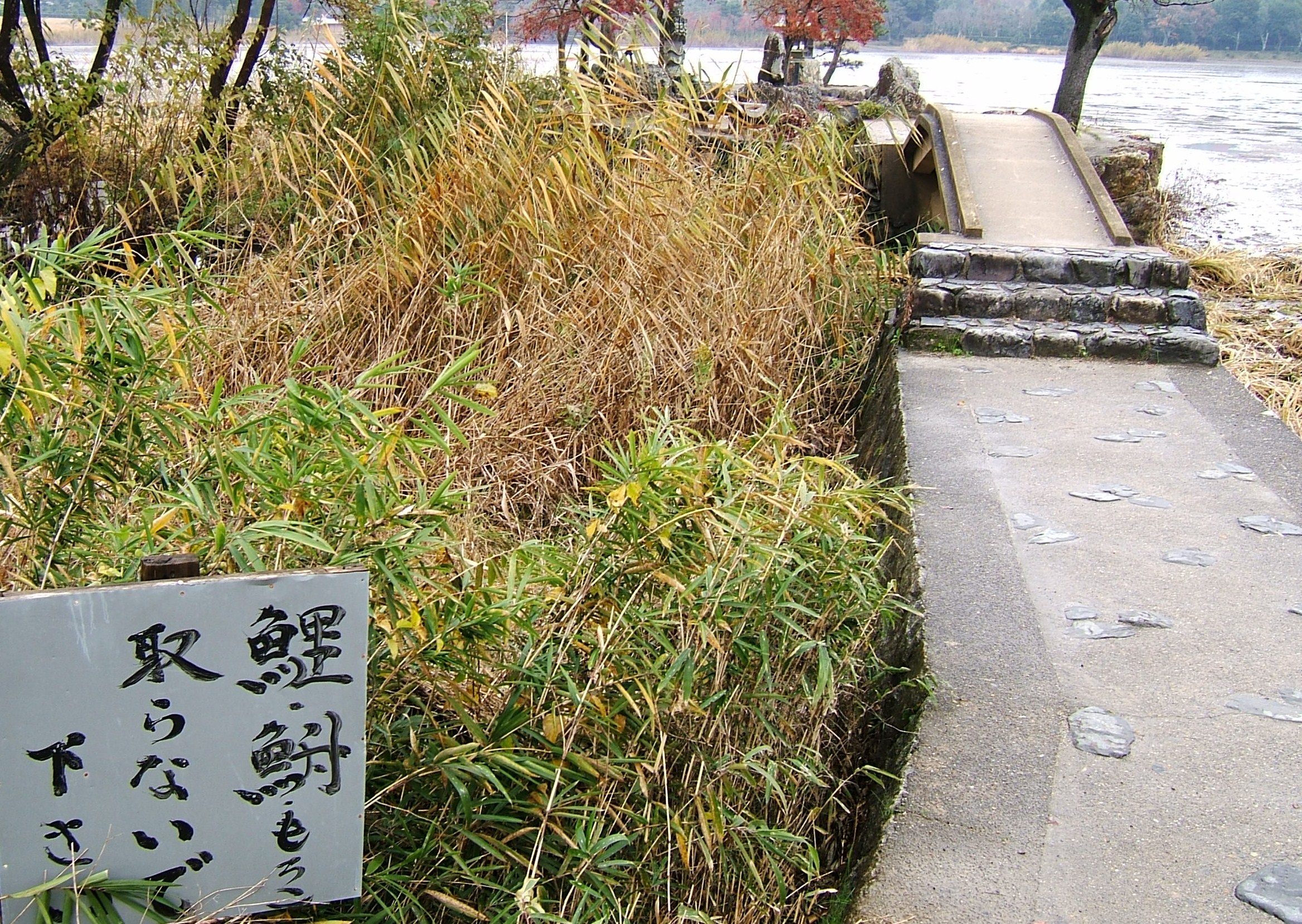 冬の到来・広沢池の鯉揚げ』嵐山・嵯峨野・太秦・桂(京都)の旅行記 