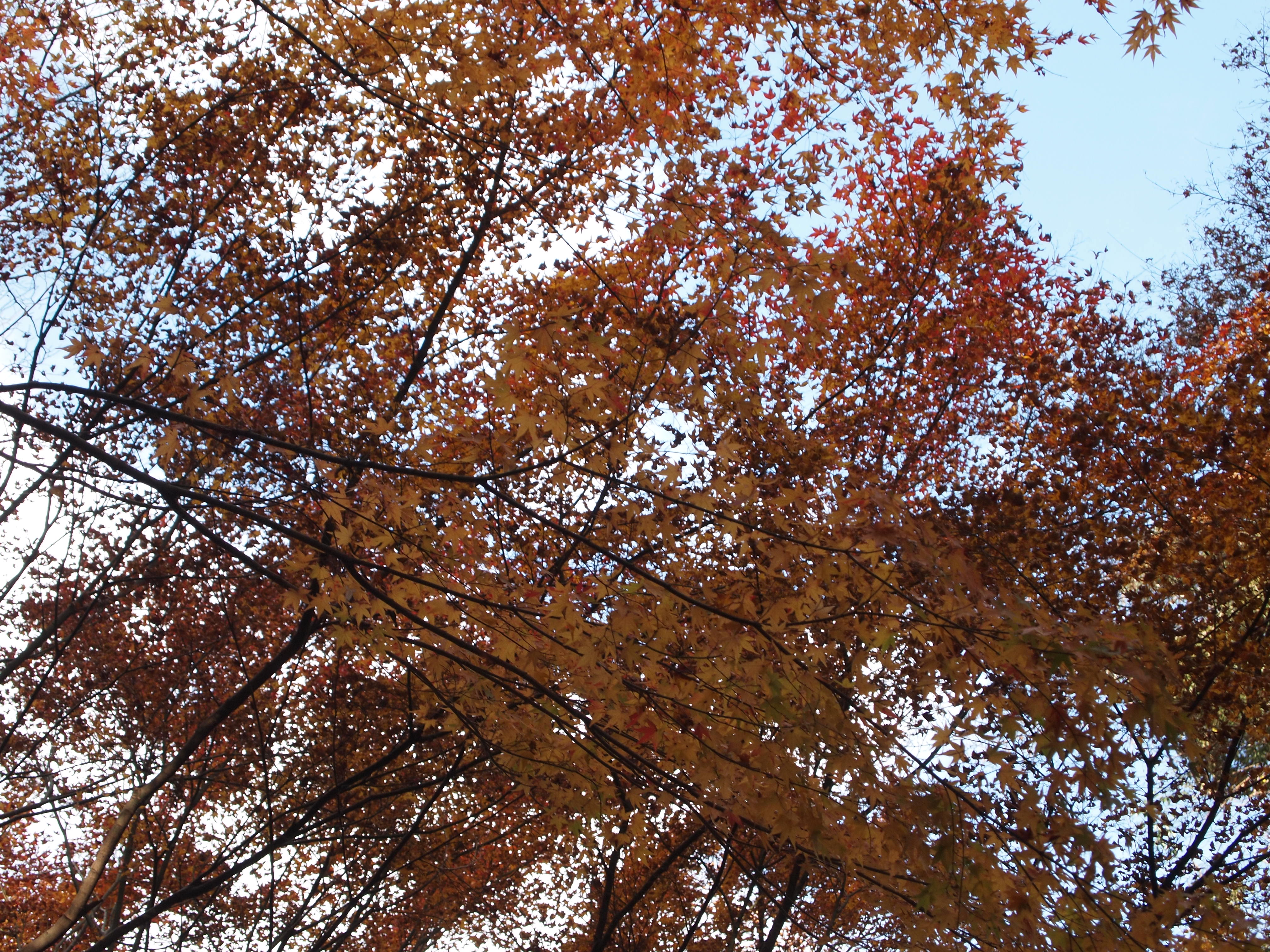 近場の紅葉をもとめて神峰山寺 かぶさんじ へ 高槻 島本 大阪 の旅行記 ブログ By のーとくんさん フォートラベル 近場の紅葉をもとめて神峰山寺 かぶさんじ へ 高槻 島本 大阪 の旅行記 ブログ By のーとくんさん フォートラベル