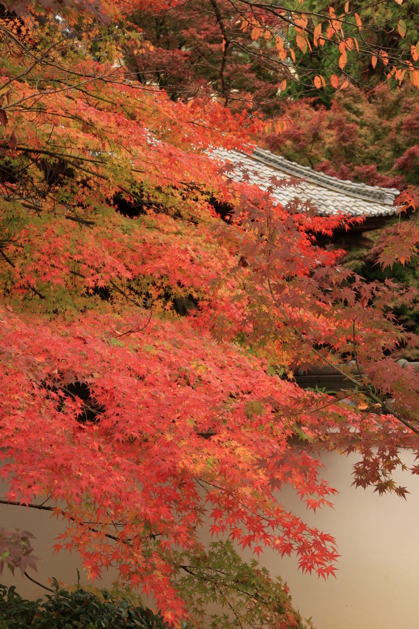 09紅葉の京都をユク 前編 床紅葉の岩倉実相院門跡 八瀬 大原 貴船 鞍馬 京都 の旅行記 ブログ By ぷうたろうさん フォートラベル