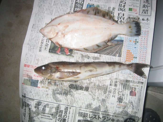 道南釣りの旅 09 大成でホッケ釣りを楽しみました 八雲 乙部 北海道 の旅行記 ブログ By ハリバット健さん フォートラベル