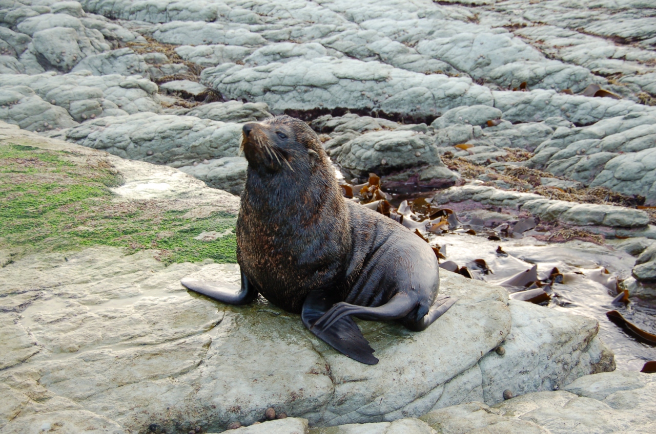 Nz縦断ドライブ Am カイコウラにてオットセイとイルカを見る カイコウラ ニュージーランド の旅行記 ブログ By こぼちゃさん フォートラベル