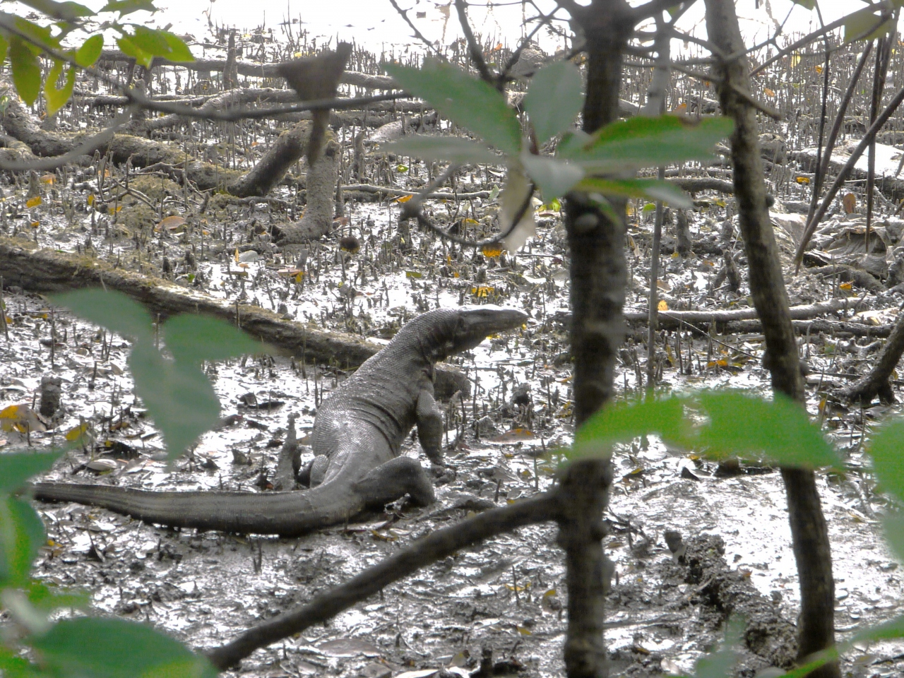 シンガポール探鳥記 2日目 スンゲイブロウ自然公園 シンガポール シンガポール の旅行記 ブログ By Uki2videoさん フォートラベル