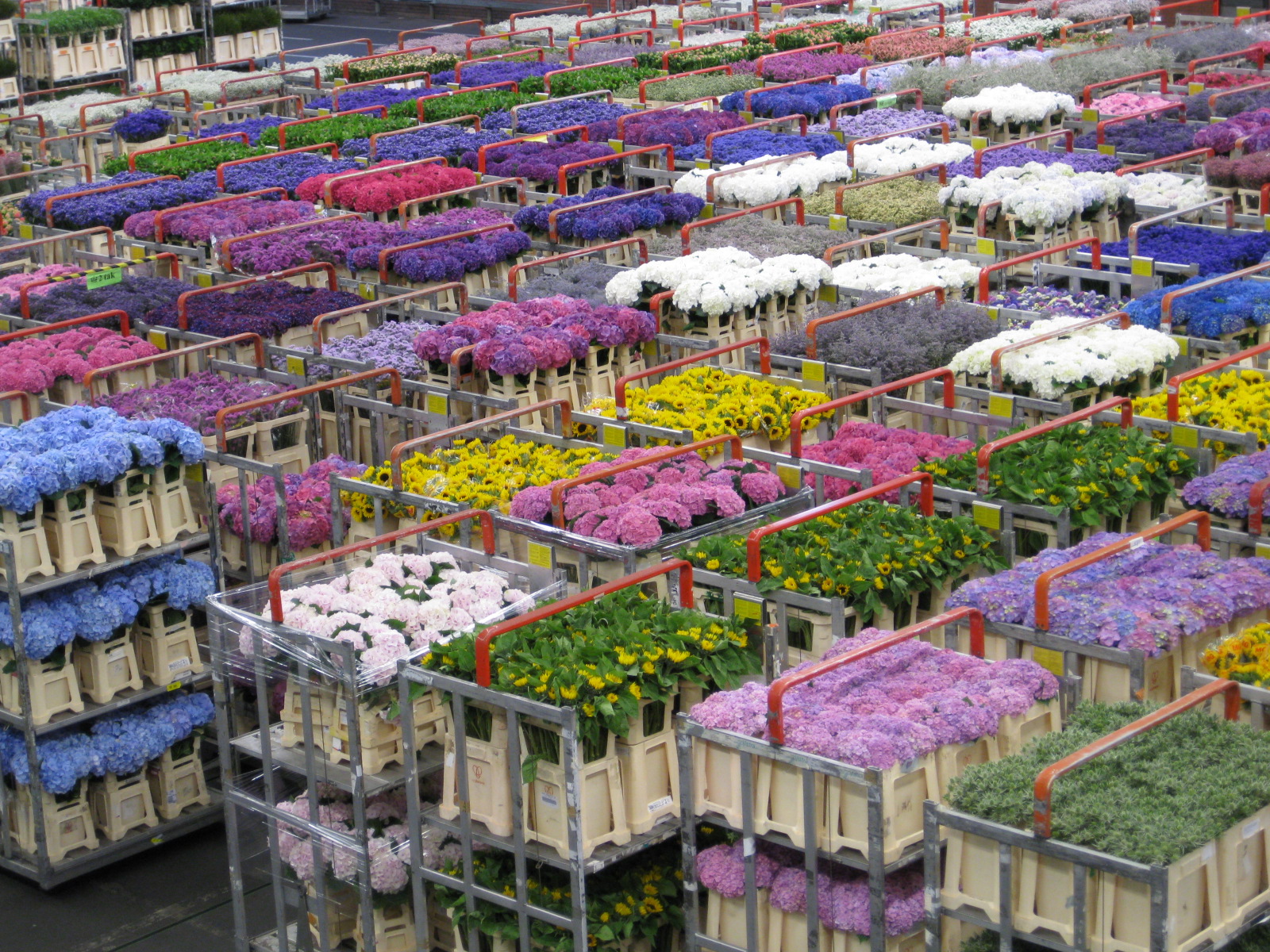 春のオランダ ベルギー花紀行９日間 ３３ アールスメアの花市場編 アムステルダム オランダ の旅行記 ブログ By Chicorinさん フォートラベル