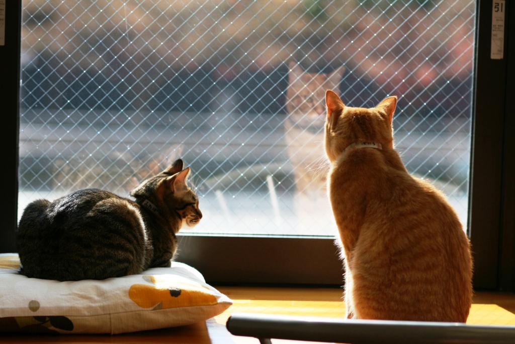 都の癒し妖精達2 京都猫カフェねこ会議 二条 烏丸 河原町 京都 の旅行記 ブログ By Amanojakuさん フォートラベル