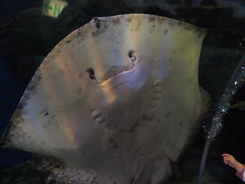 品川水族館 クリスマスー1 しながわ区民公園 品川 東京 の旅行記 ブログ By 義臣さん フォートラベル 品川水族館 クリスマスー1 しながわ区民公園 品川 東京 の旅行記 ブログ By 義臣さん フォートラベル
