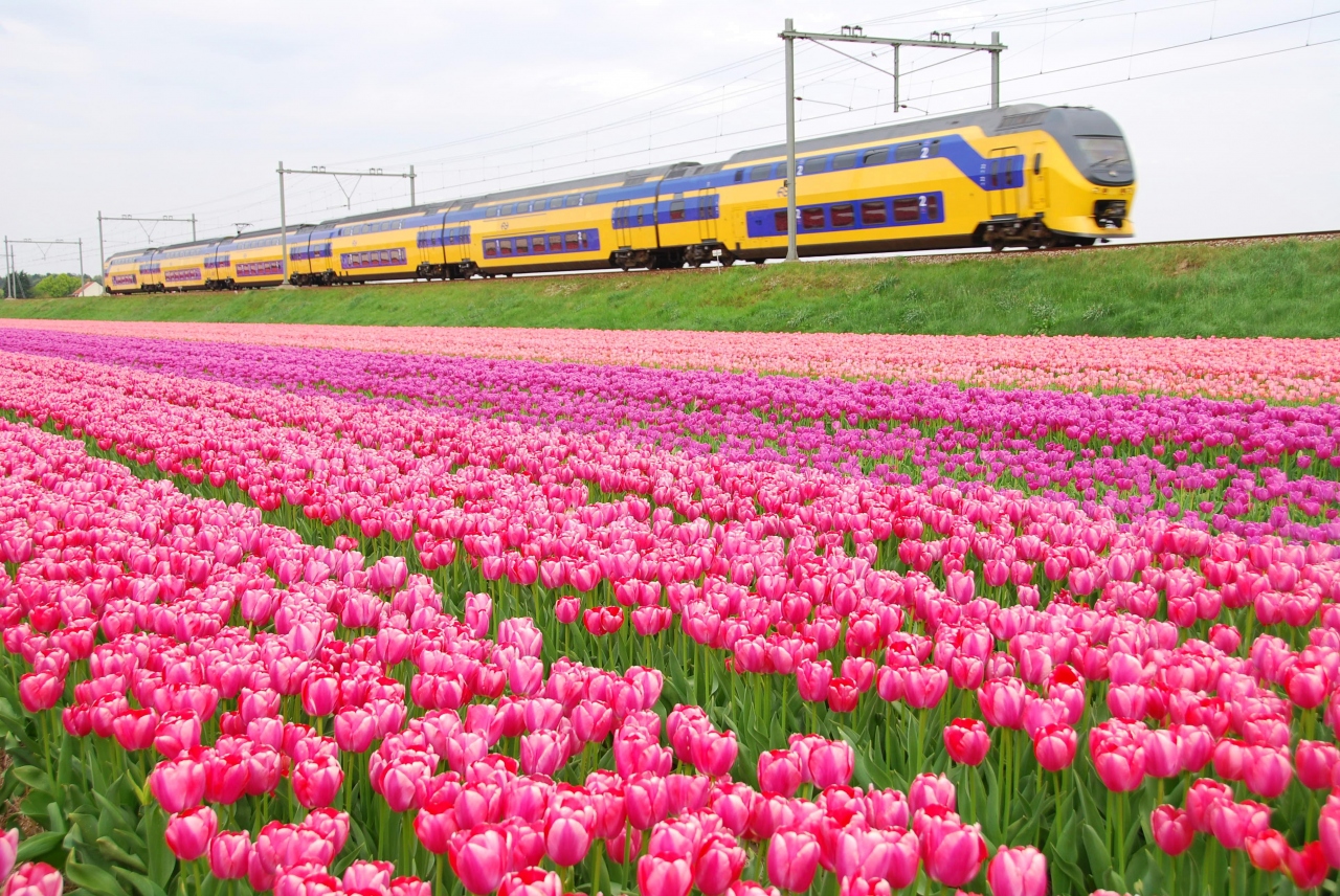 春のオランダ チューリップ畑巡り ふたたび 09 その他の都市 オランダ の旅行記 ブログ By ショコラさん フォートラベル