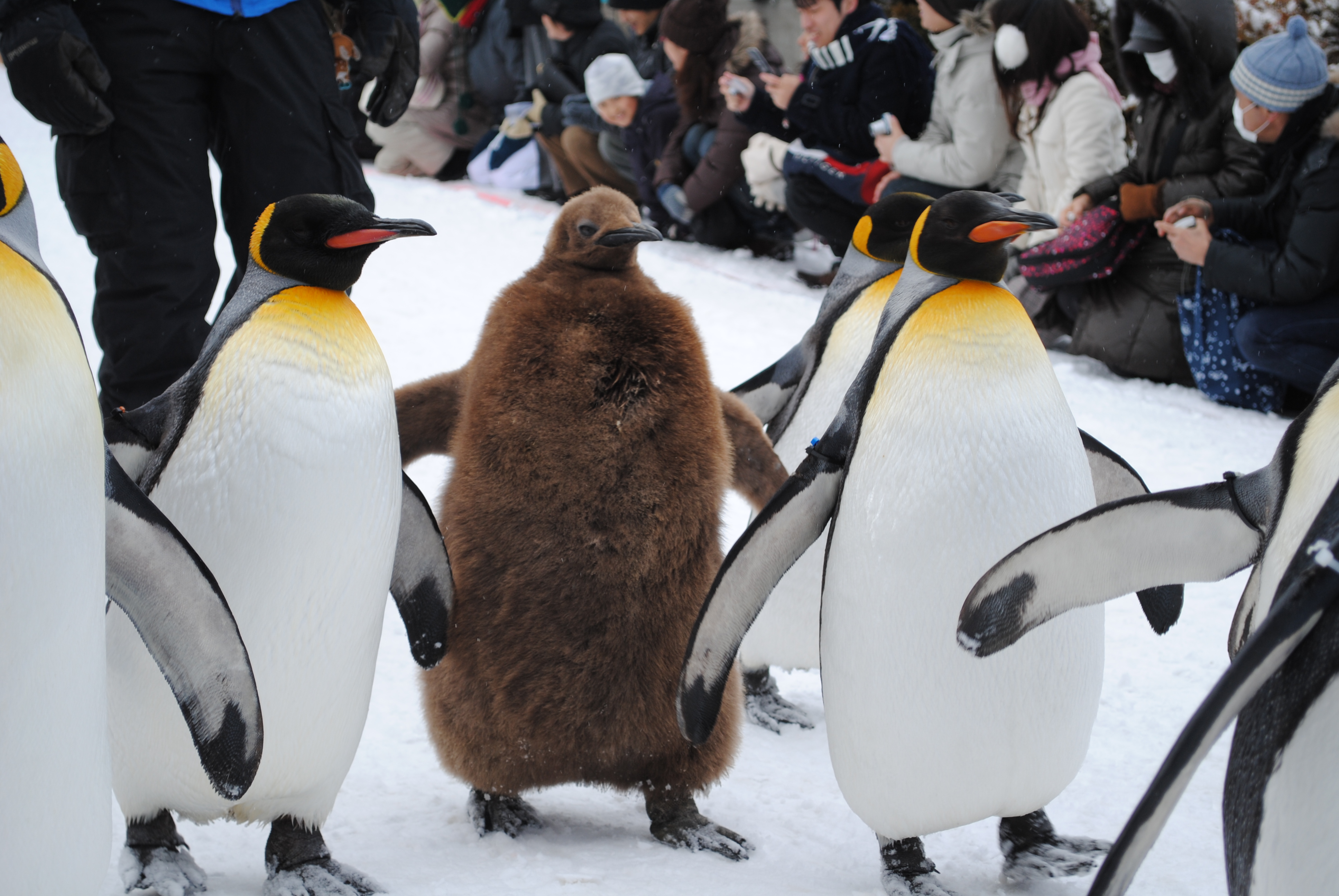 b級グルメと旭川ラーメンを求め チョット旭山動物園 北海道の旅行記 ブログ By プラドさん フォートラベル b級グルメと旭川ラーメンを求め チョット旭山動物園 北海道の旅行記 ブログ By プラドさん フォートラベル