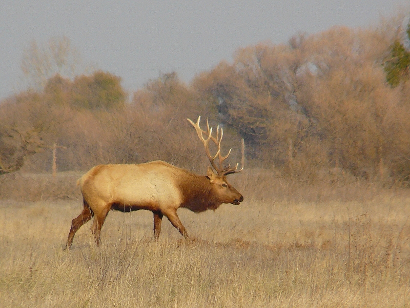 カリフォルニア エルク Tule Elk の最初の保護区 サンルイス国立野生動物保護区 カリフォルニア州 アメリカ の旅行記 ブログ By Guavalomilomiさん フォートラベル
