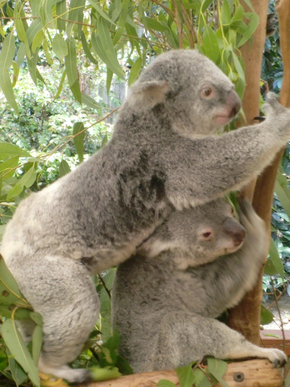 ローンパインコアラサンクチュアリー ブリスベン オーストラリア の旅行記 ブログ By おけいはんさん フォートラベル ローンパインコアラサンクチュアリー ブリスベン オーストラリア の旅行記 ブログ By おけいはんさん フォートラベル