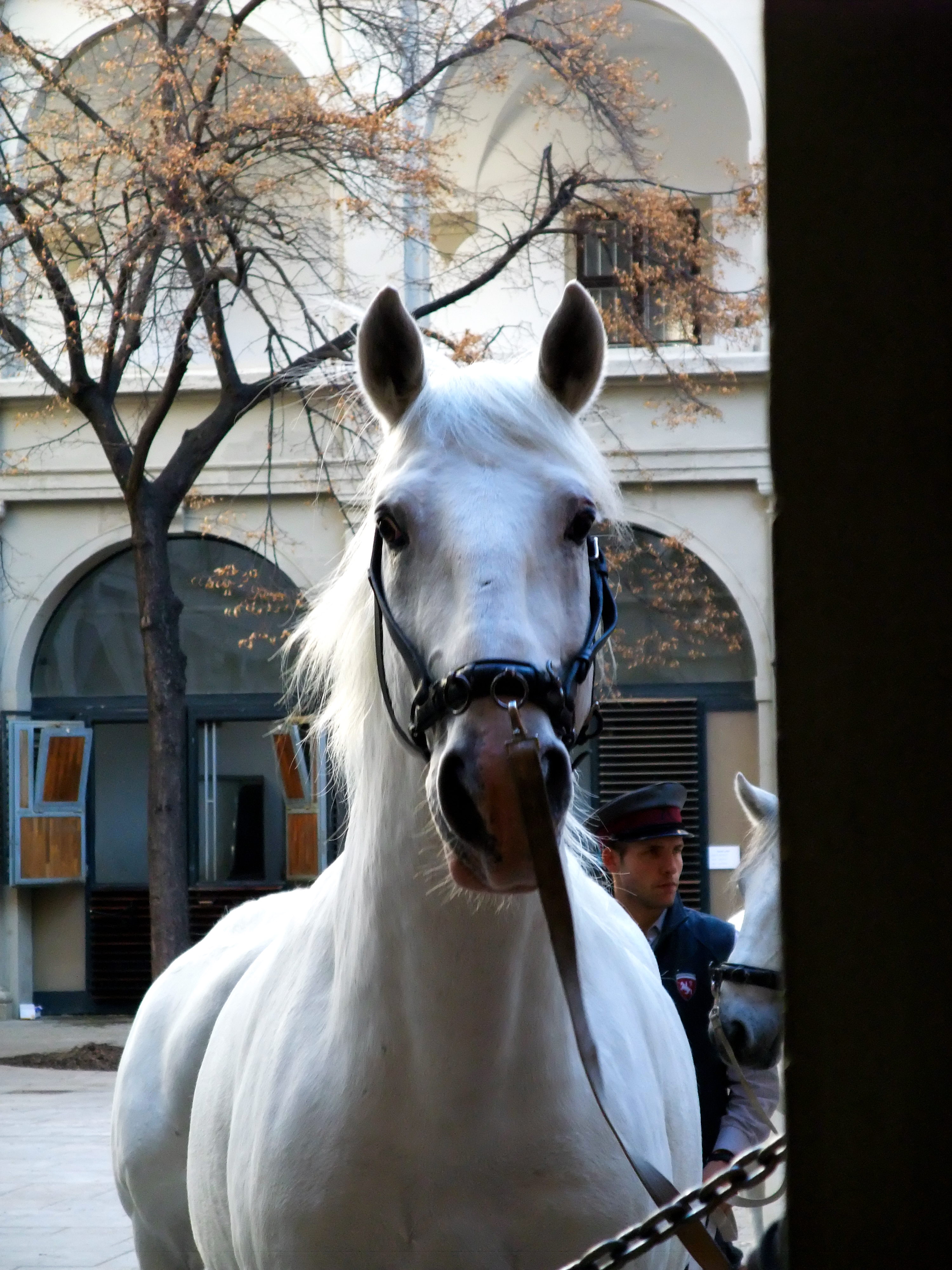 グラーツ ウィーン 09冬 スペイン乗馬学校 馬が踊る華麗なワルツ ウィーン オーストリア の旅行記 ブログ By ヴォルさん フォートラベル