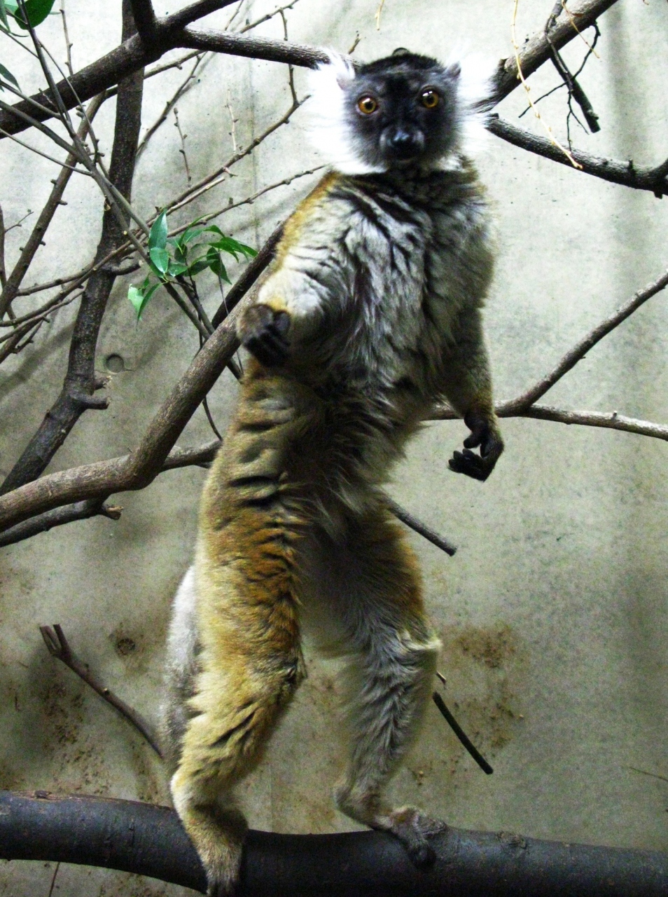 上野動物園 4 クロキツネザルは愛嬌もの イグアナ ゾウガメなど珍種も 上野 御徒町 東京 の旅行記 ブログ By マキタン２さん フォートラベル