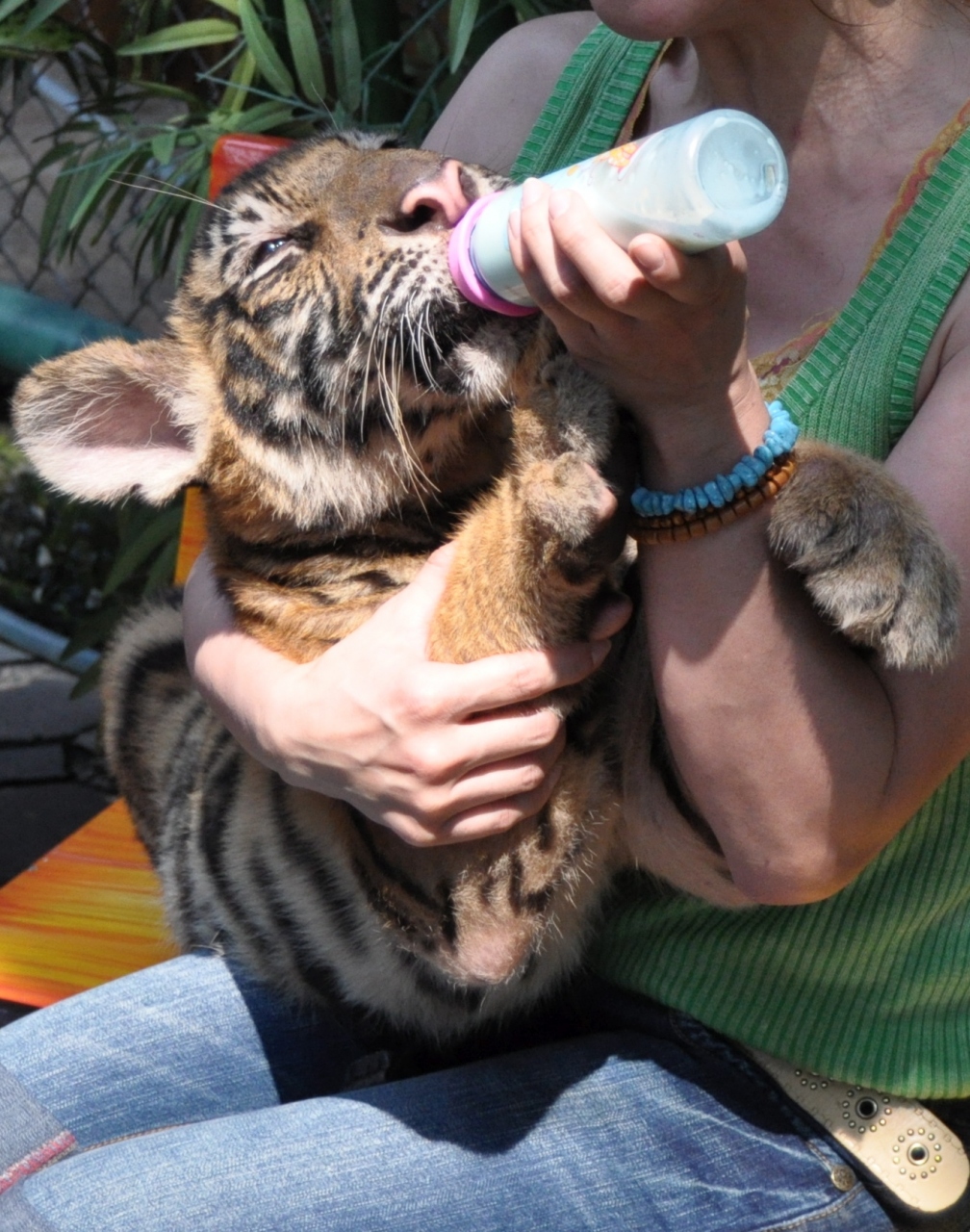 灼熱 タイランド その1 トラの赤ちゃん抱っこした い パタヤ編 パタヤ タイ の旅行記 ブログ By クリチャミさん フォートラベル