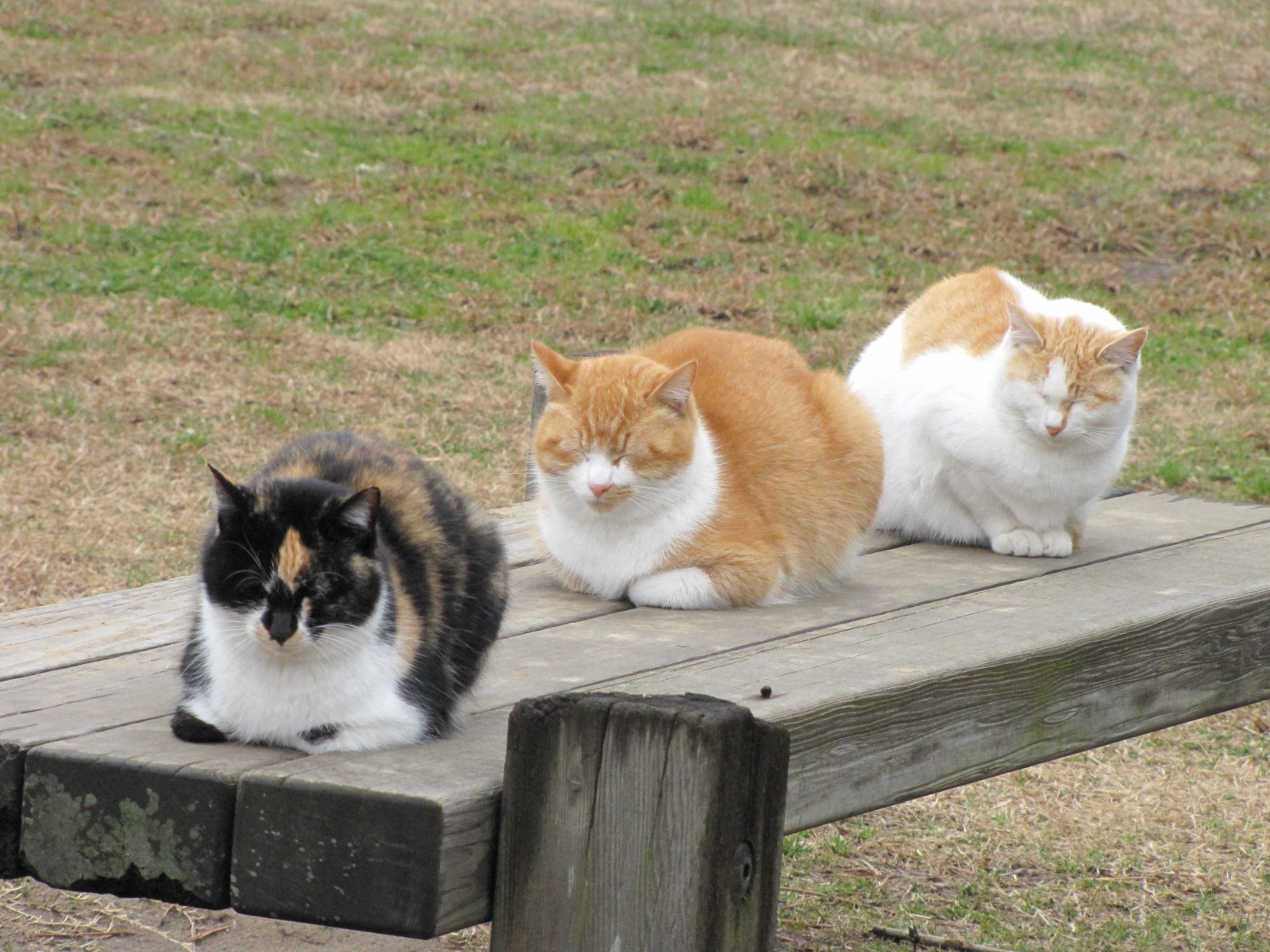 駆け足 千葉 2 稲毛海浜公園 にゃんこコレクション10早春 千葉市 千葉県 の旅行記 ブログ By Jilllucaさん フォートラベル 駆け足 千葉 2 稲毛海浜公園 にゃんこコレクション10早春 千葉市 千葉県 の旅行記 ブログ By Jilllucaさん フォートラベル