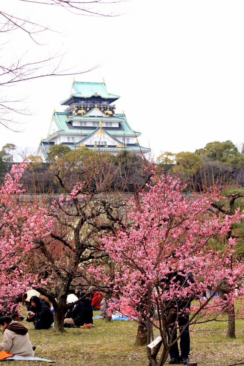 大阪 城 公園 梅