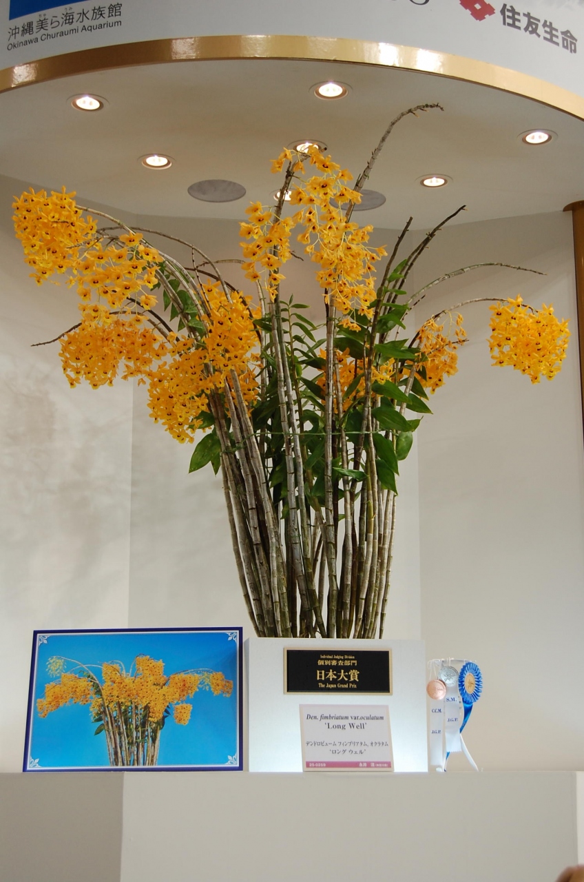 世界らん展2010 水道橋 東京 の旅行記 ブログ By Takeおじさん フォートラベル 世界らん展2010 水道橋 東京 の旅行記 ブログ By Takeおじさん フォートラベル