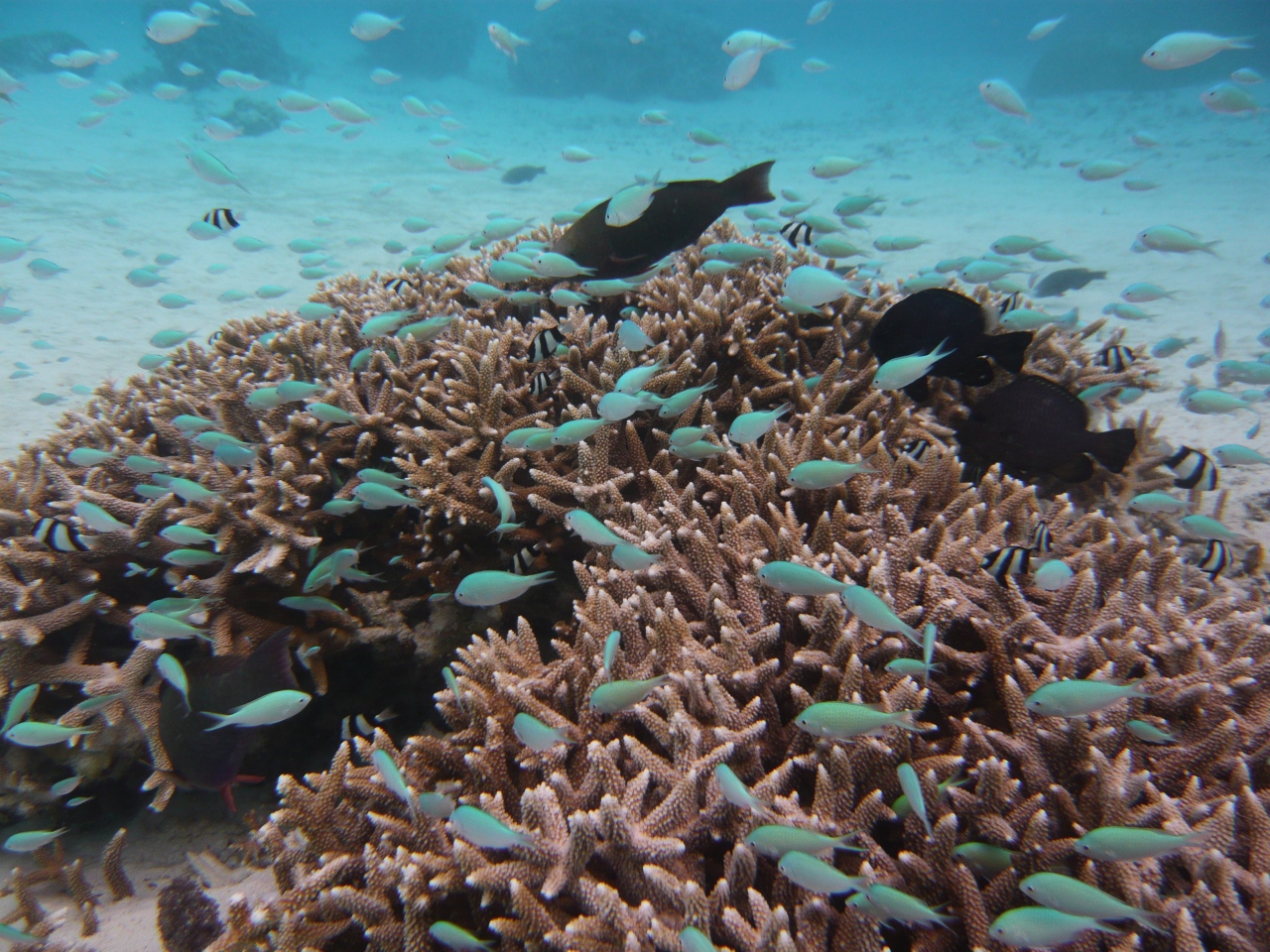 デルタ航空で行く グアムの旅 気温差３０度の南国へ その イパオビーチは魚がウヨウヨ 編 グアム グアム の旅行記 ブログ By Qantastelstraさん フォートラベル