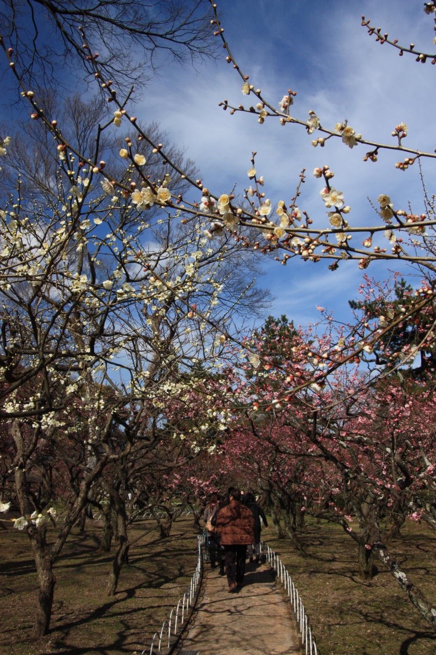 東風 こち 吹かば匂ひおこせよ梅の花 主なしとて春を忘るな 北野天満宮 今出川 北大路 北野 京都 の旅行記 ブログ By みにくまさん フォートラベル